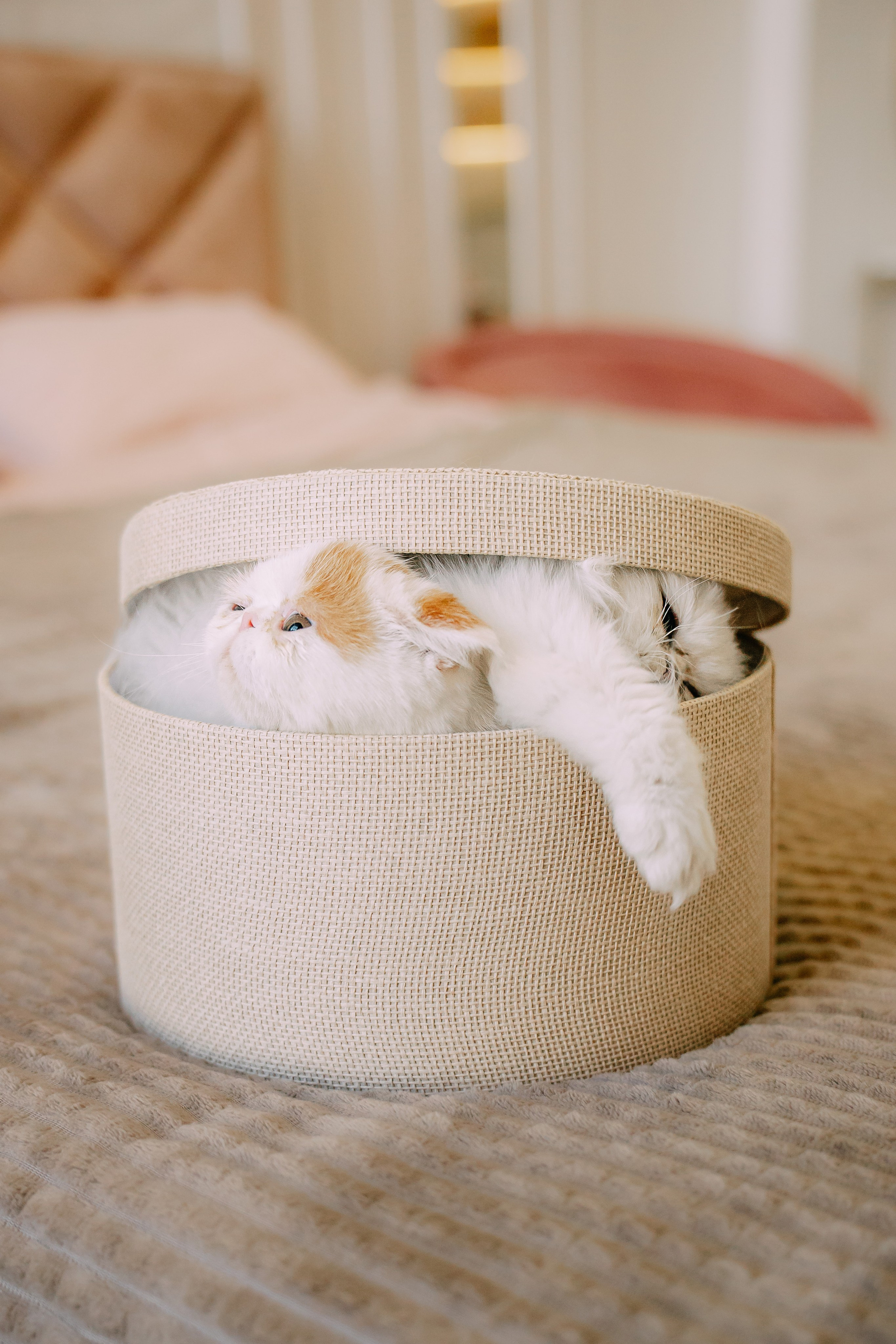 Султан, Мэй Мэй и Шанталь и их семья