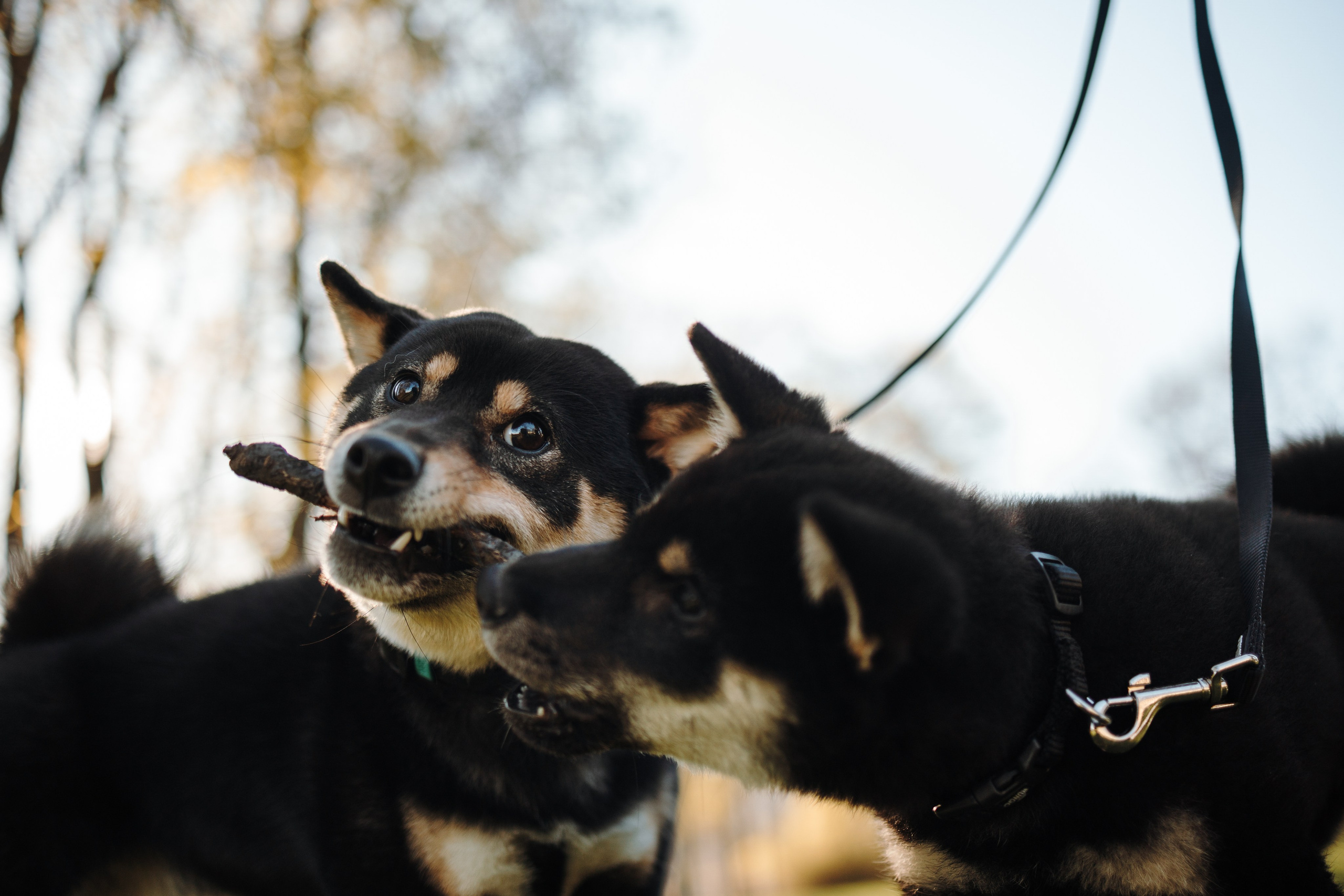 Даша и ее девочки. Фотограф — Анималист | Санкт-Петербург
