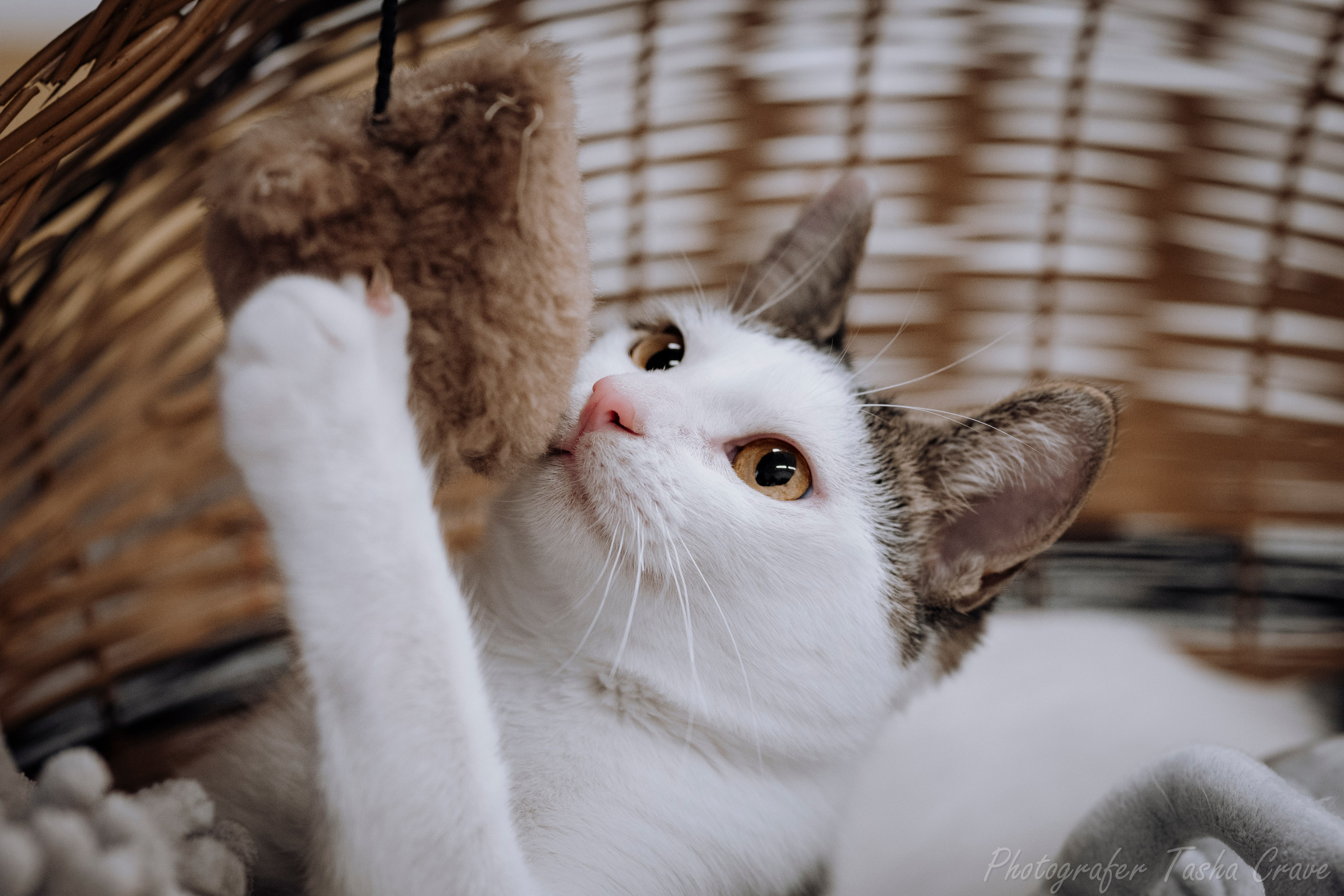 Приют для котиков "Убежище". Фотограф анималист в Санкт-Петербурге Таша Крейв