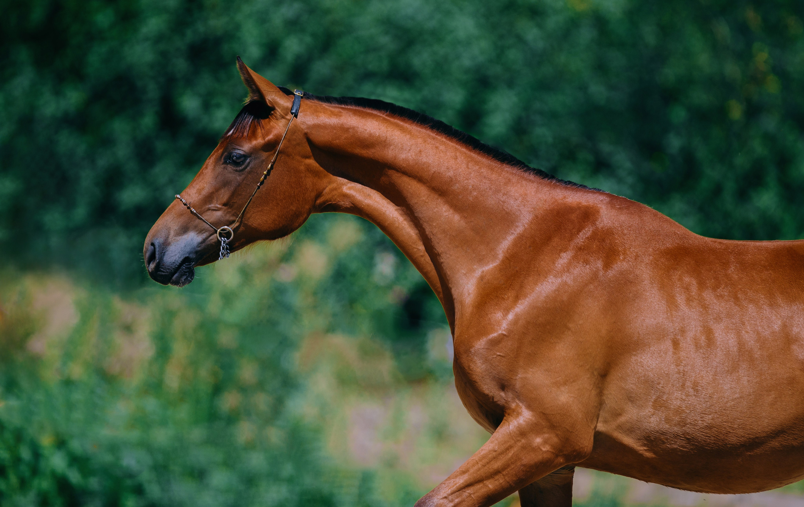 На природе. Фотограф-анималист Ксендзова Кристина