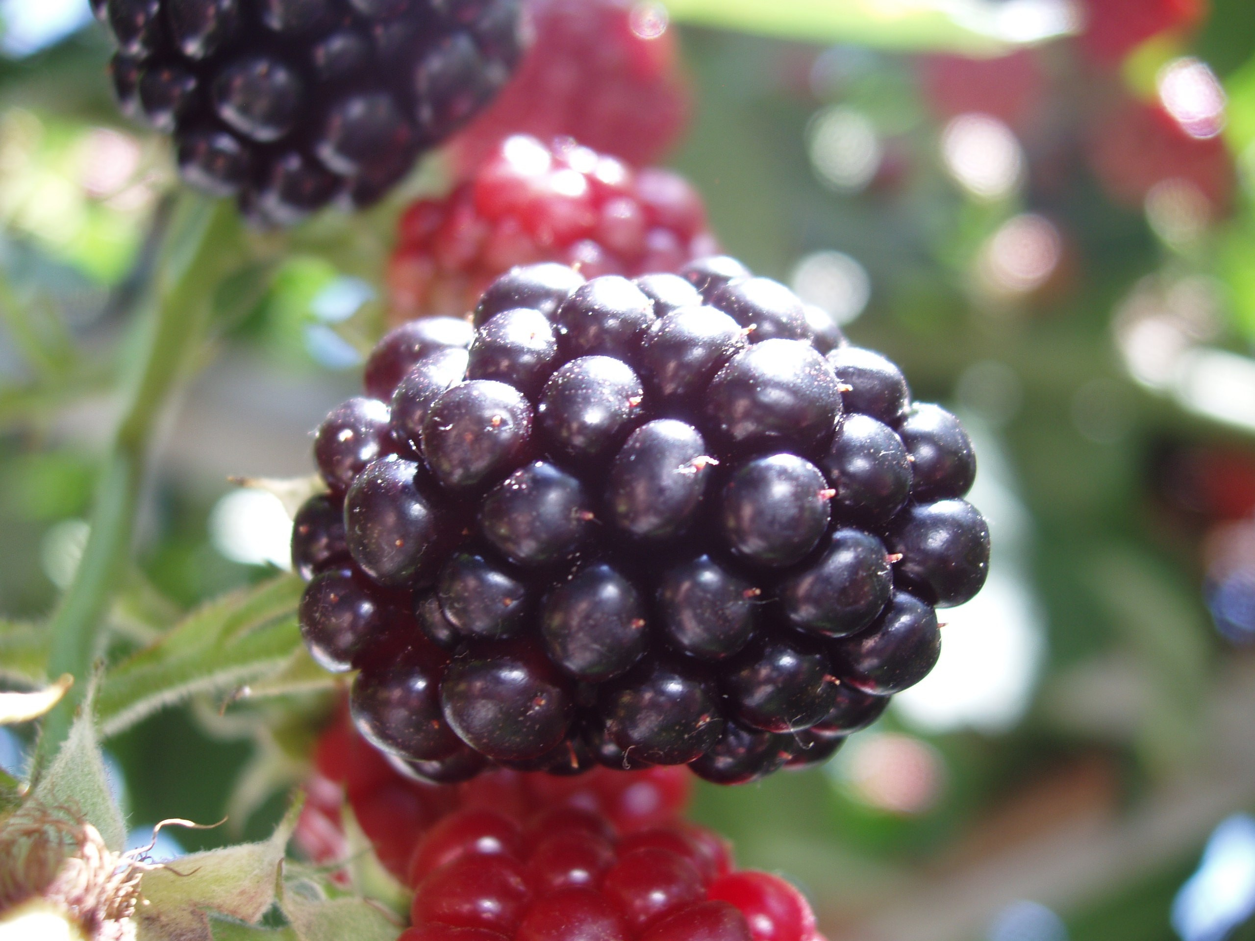 Отпуск 20.07-17.08. Семейный, Свадебный фотограф СПБ Питер— Романова Екатерина