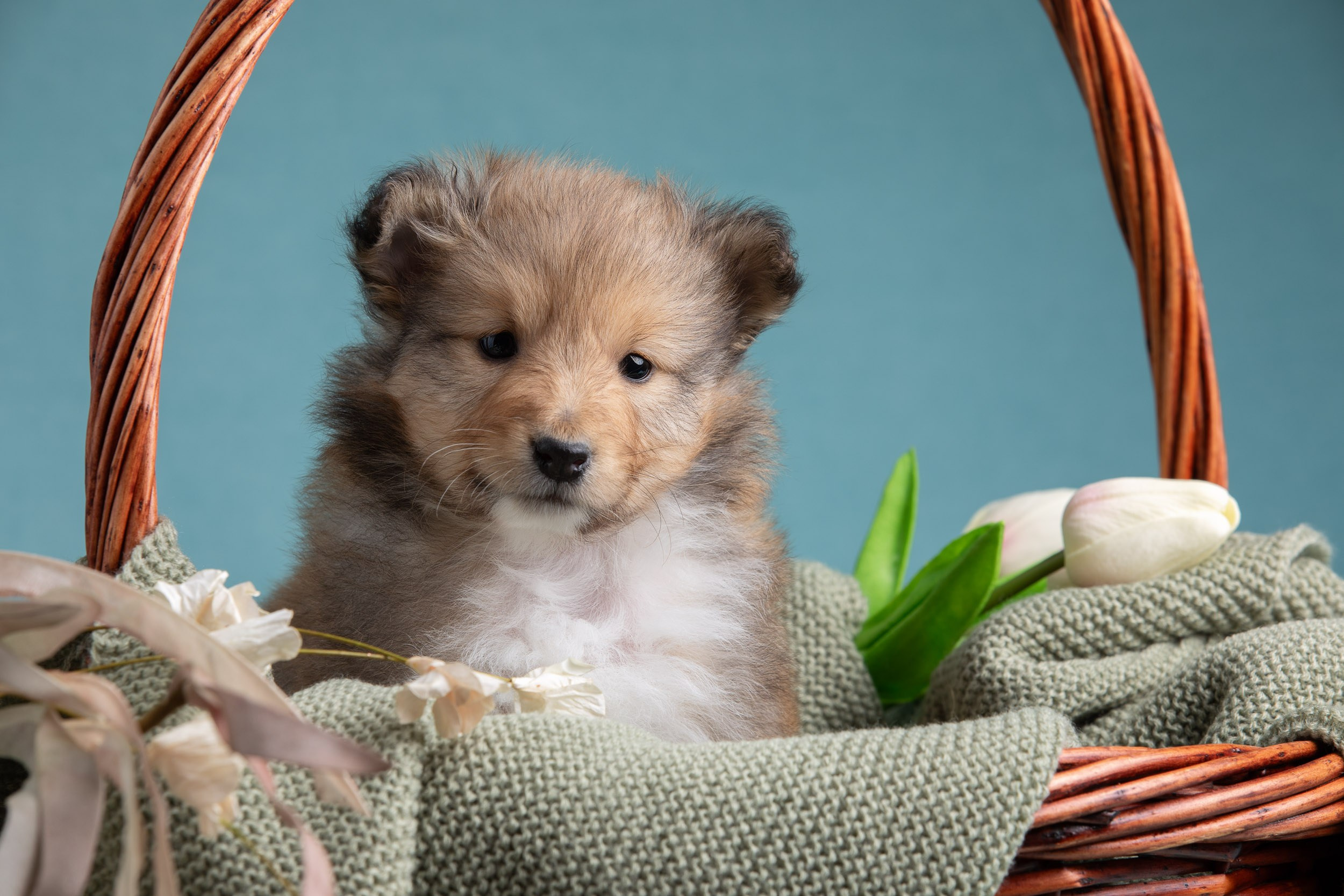 Фото соболиных щенков шелти в возрасте 7 недель на голубом фоне. Фотограф-анималист в Москве и Московской области Татьяна Фролова