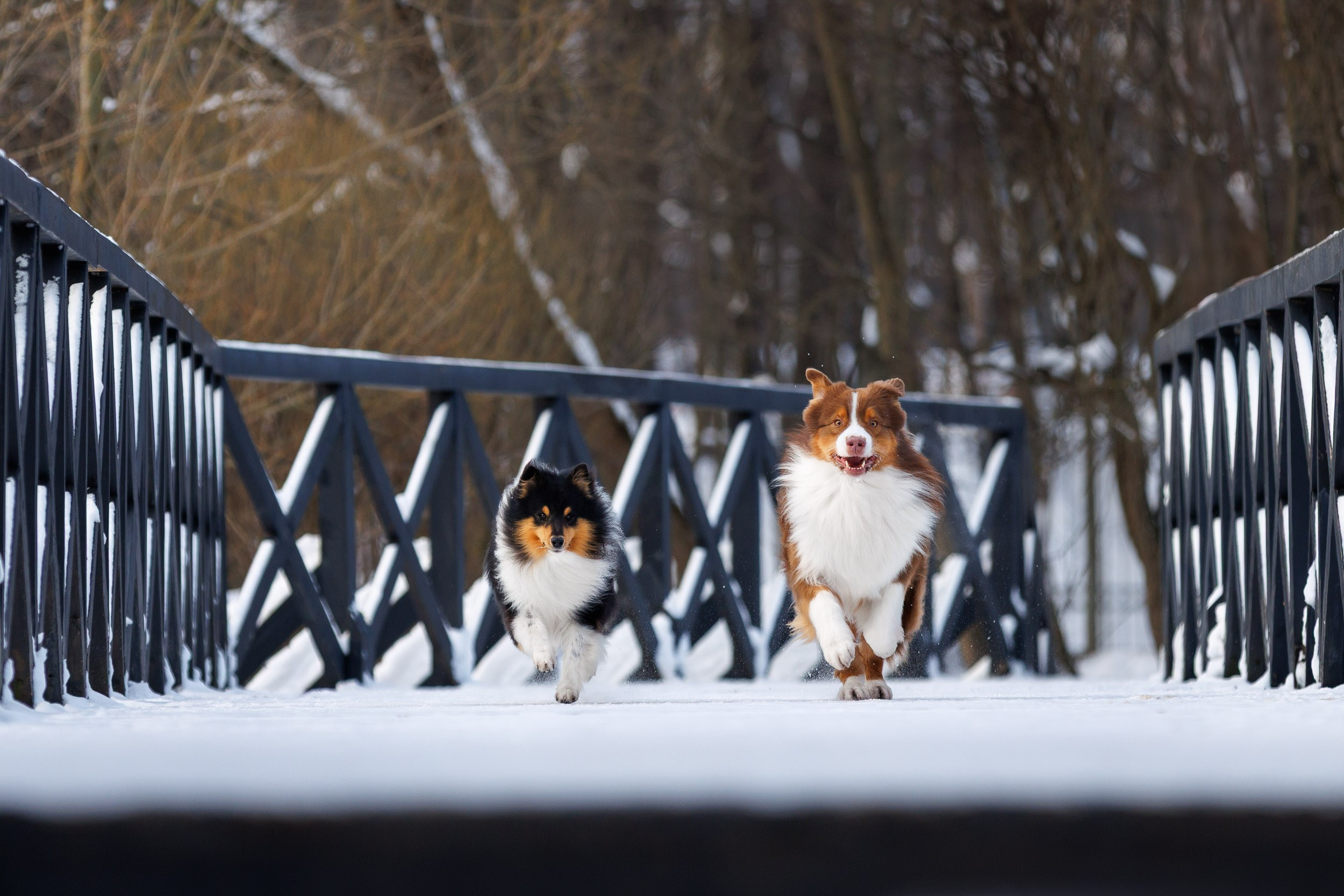 Марик и Дэн. Фотограф-анималист в Москве и Московской области Татьяна Фролова