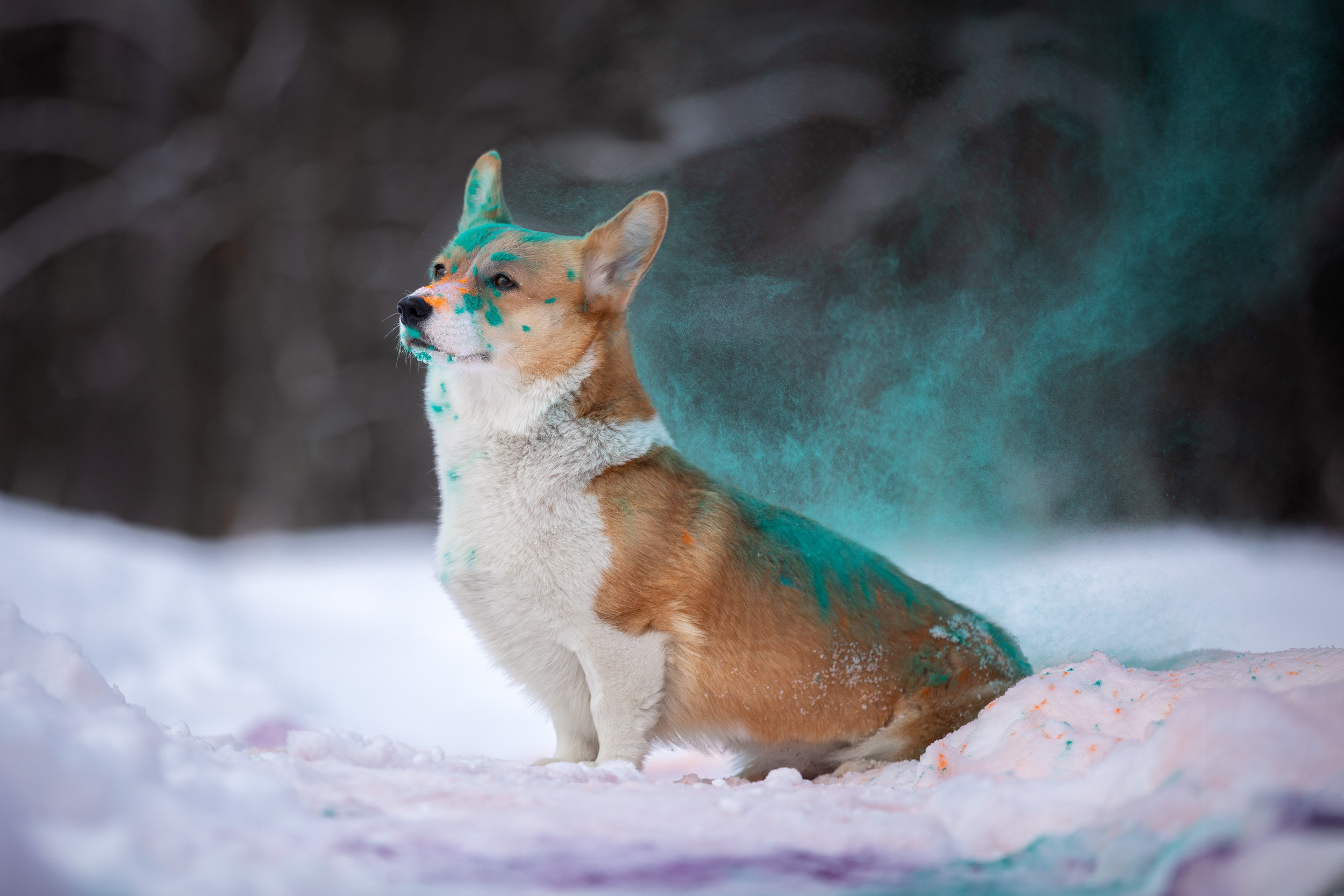 Творческая съемка собаки с красками холи. Фотограф-анималист в Москве и Московской области Татьяна Фролова