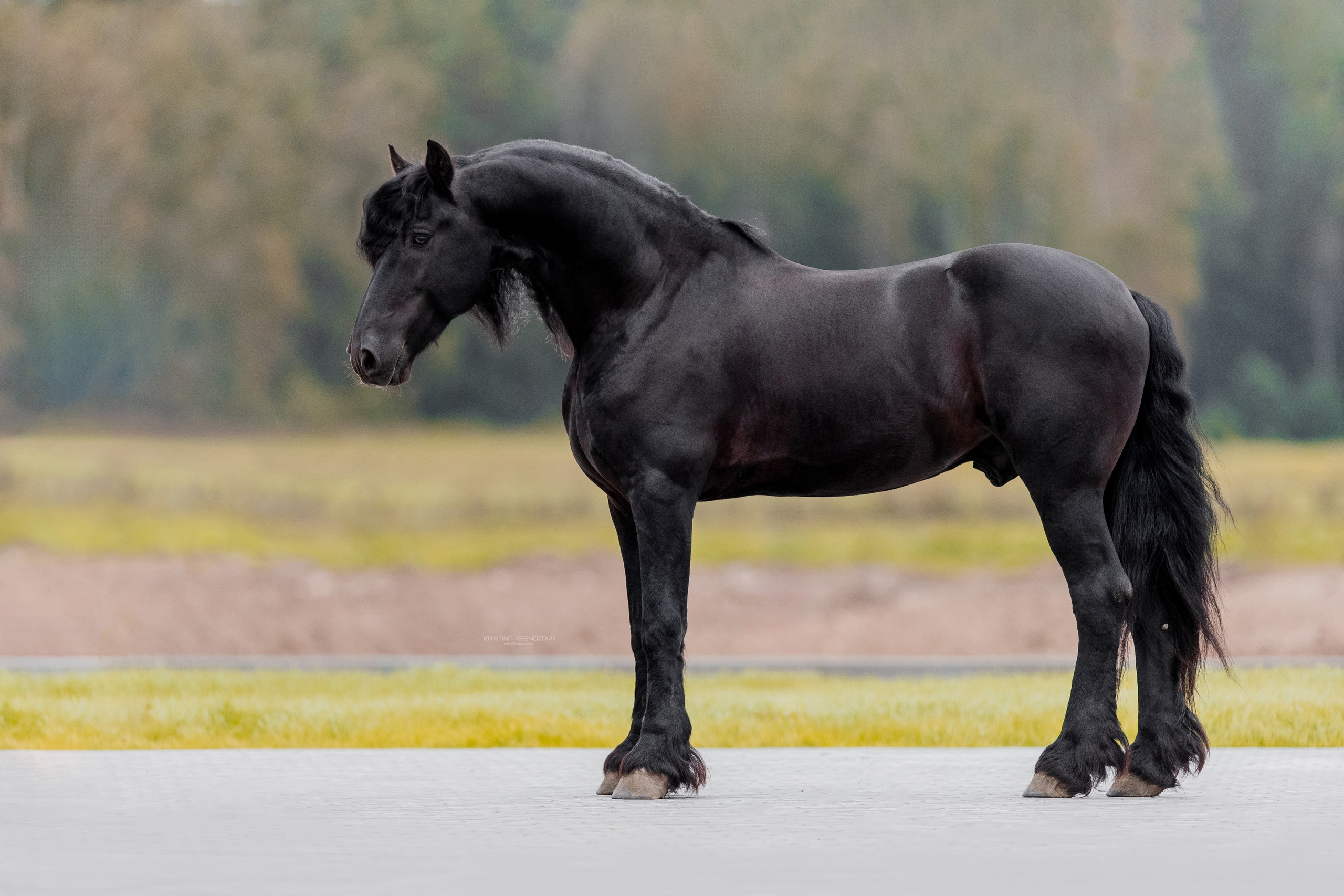 Экстерьеры. Фотограф-анималист Ксендзова Кристина
