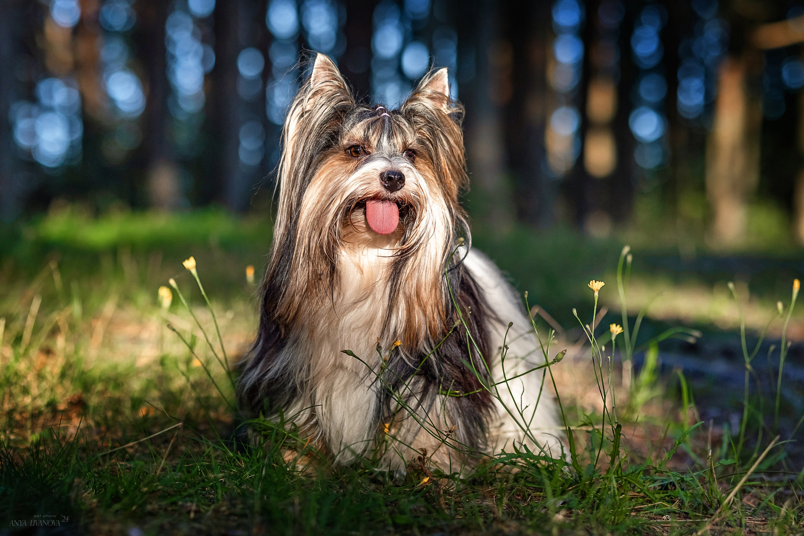 Катя и йорки. Фотограф анималист Аня Ливанова | Рыбинск