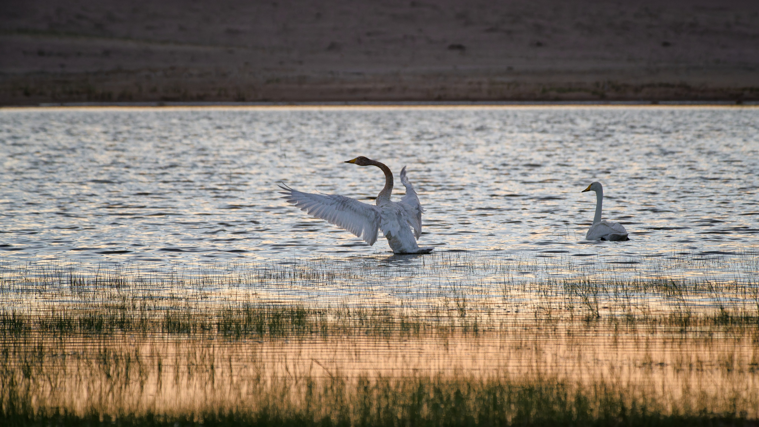 Экспедиция в Монголию (Гоби). Семоха Валерий. Фотограф