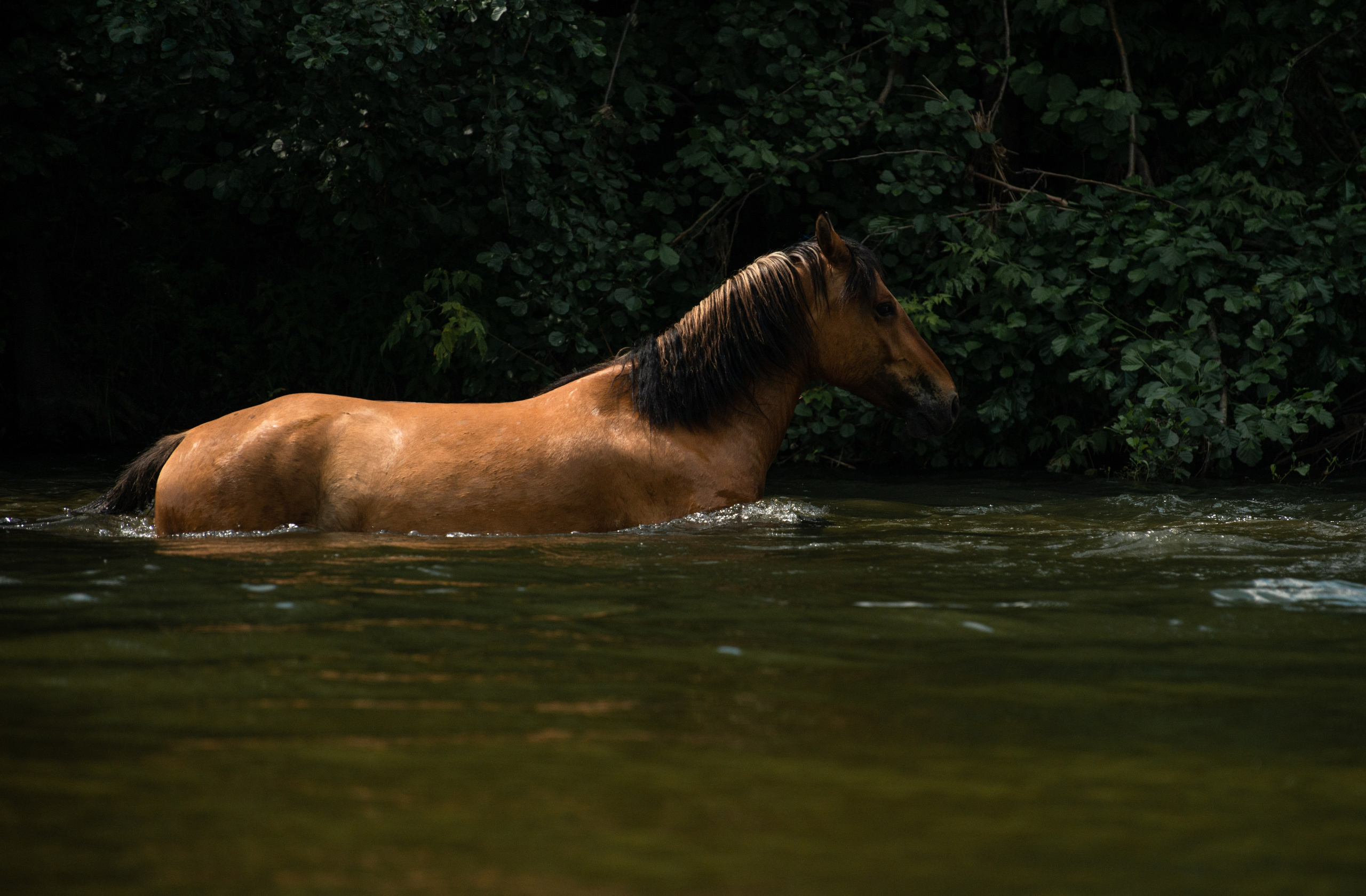Купала в Родославном. Конный фотограф в Саратове Юлия Иванова