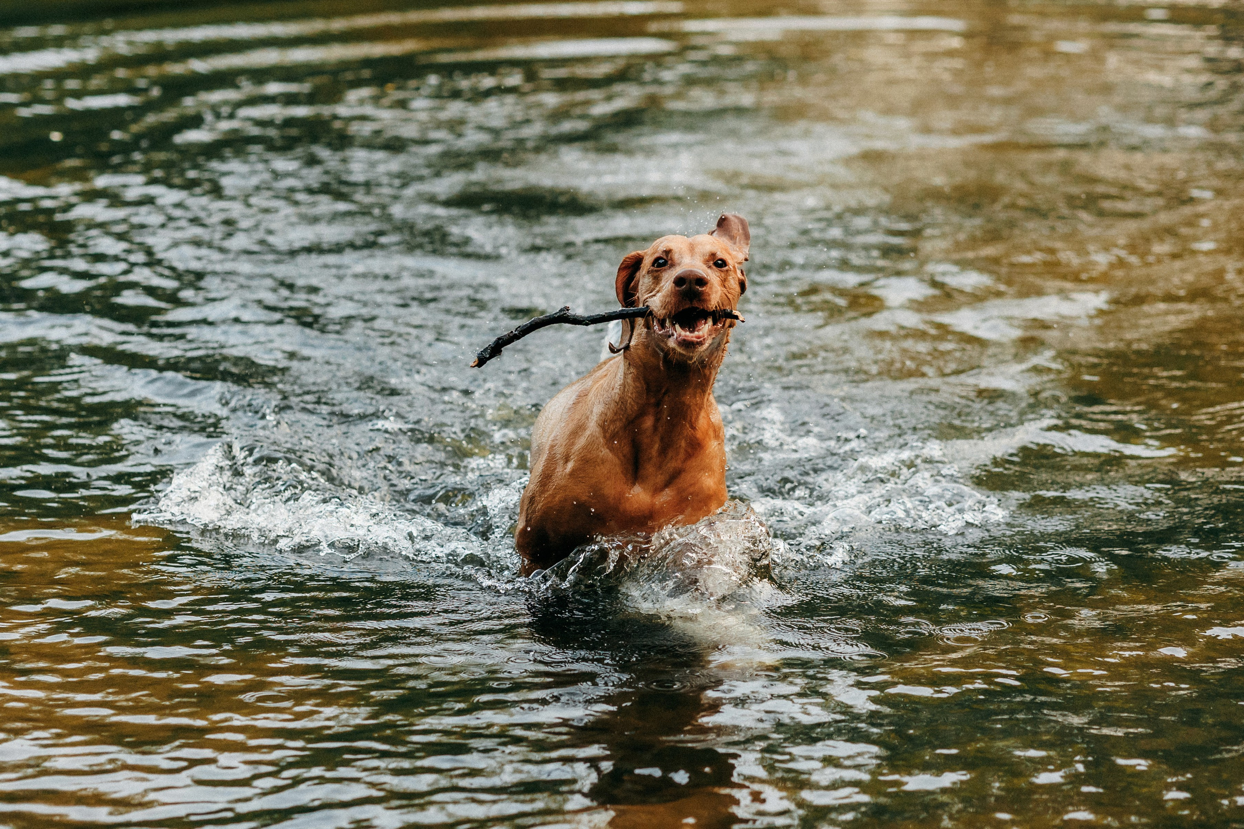 Марина, Глеб, Мая и Чили. Фотограф-анималист Елена Радченко, Москва