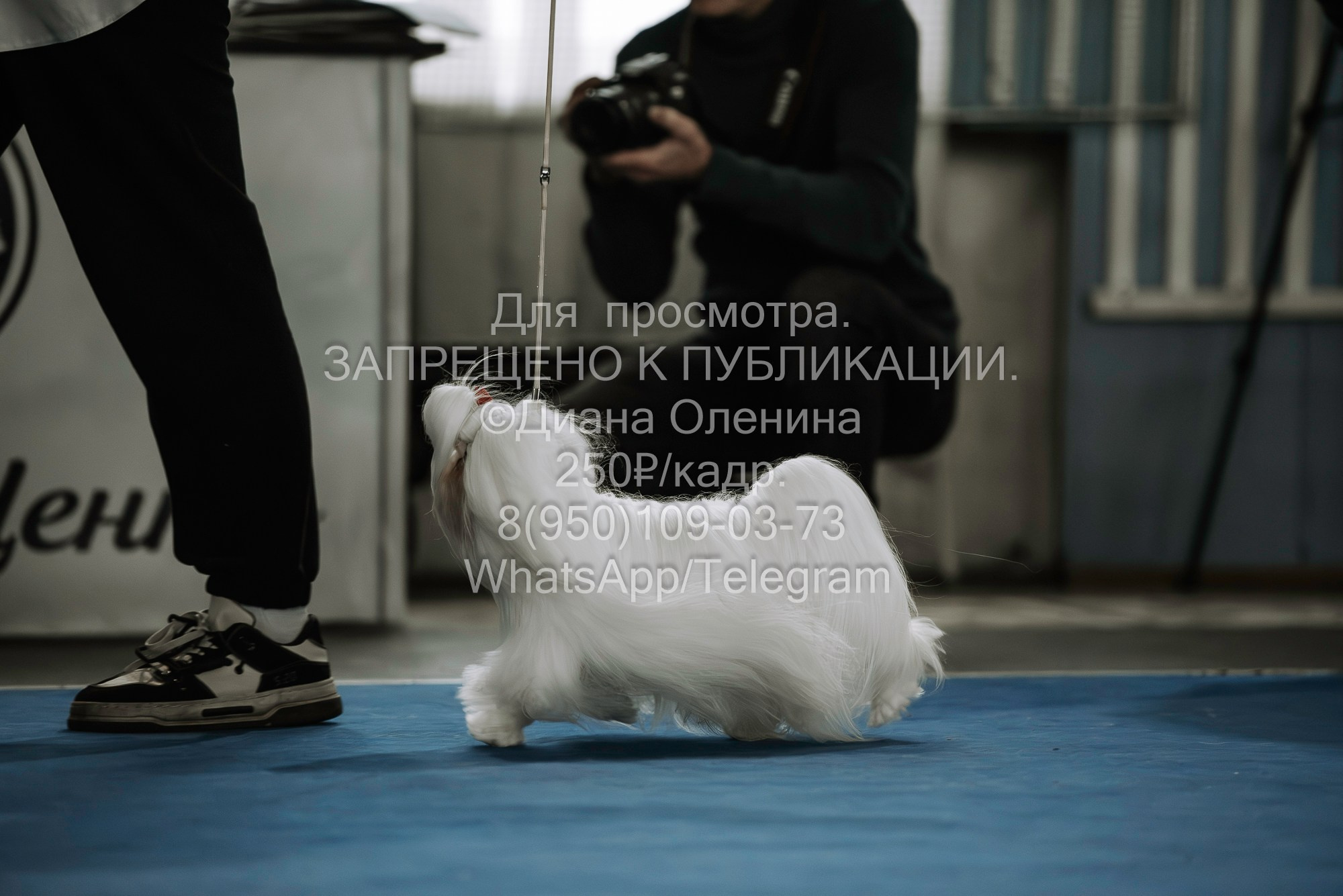 Выставка собак Красноярск 29.10.2023. Фотограф Диана Оленина Красноярск / Братск