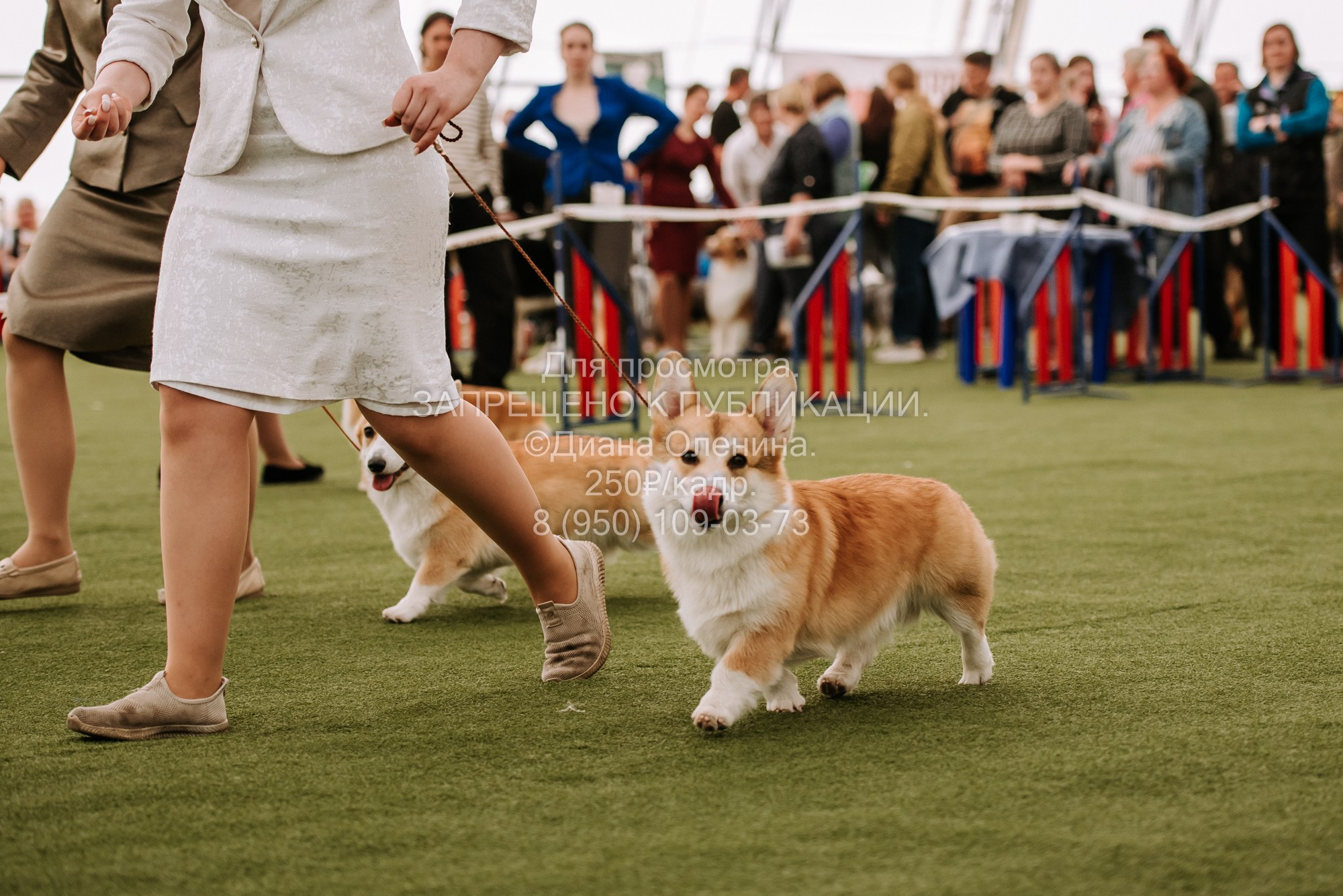 Выставка собак Красноярск 2.06. Фотограф Диана Оленина Красноярск / Братск
