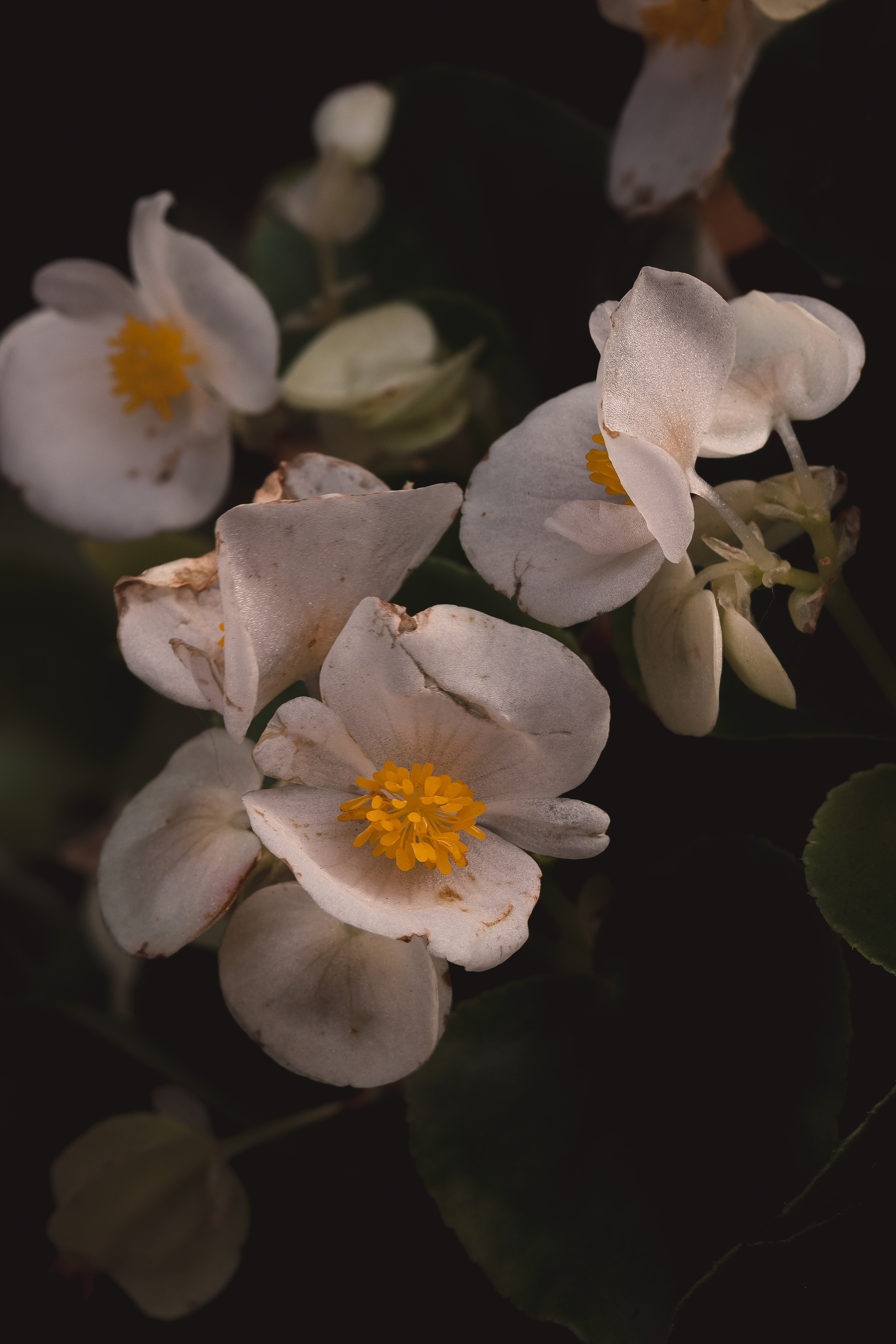 Р А С Т Е Н И Я. — Digital Noise —