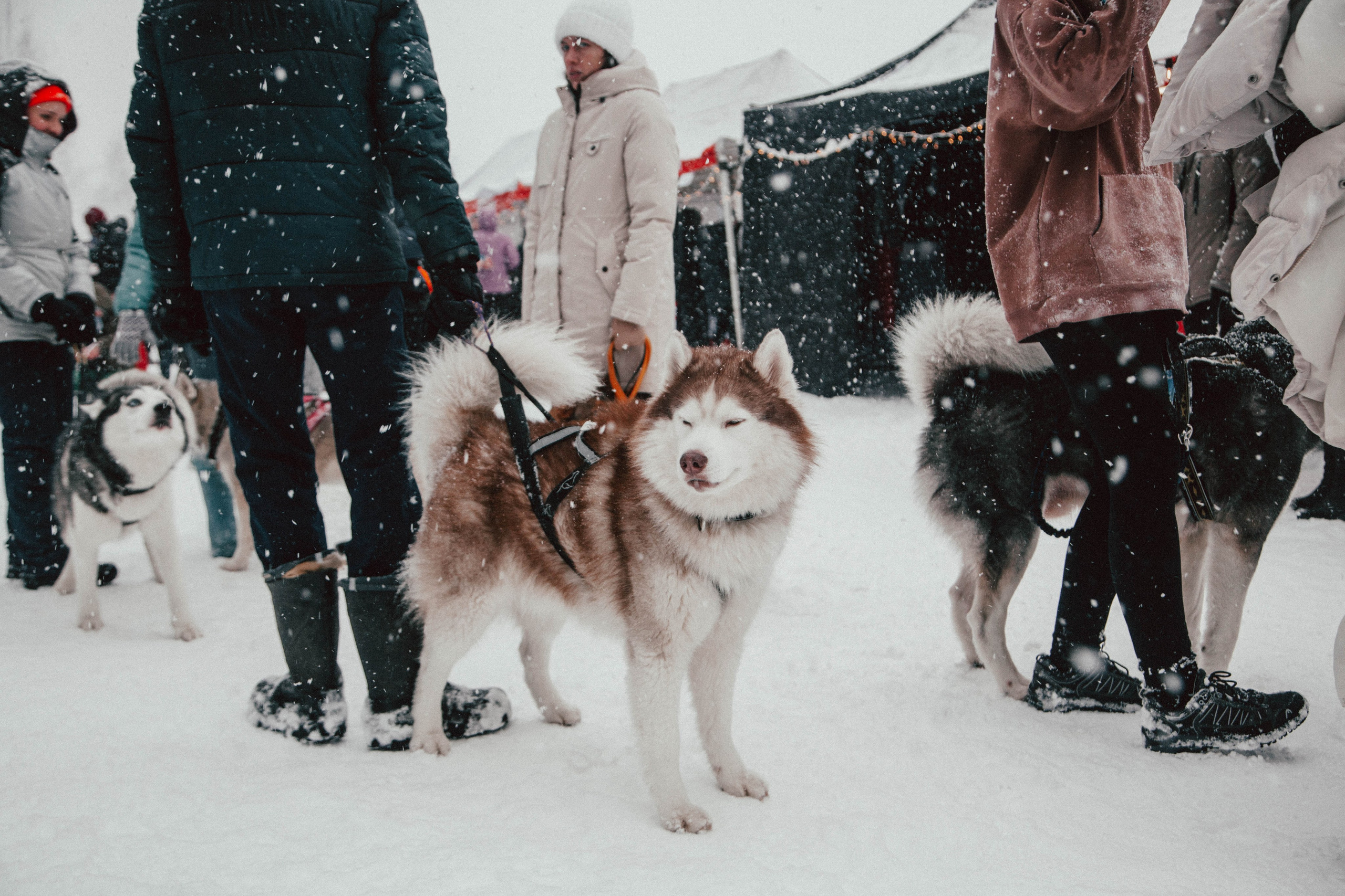 HARD TRAIL в Суоранде. Репортажный фотограф во Всеволожске и Санкт-Петербурге Владимир Капустин