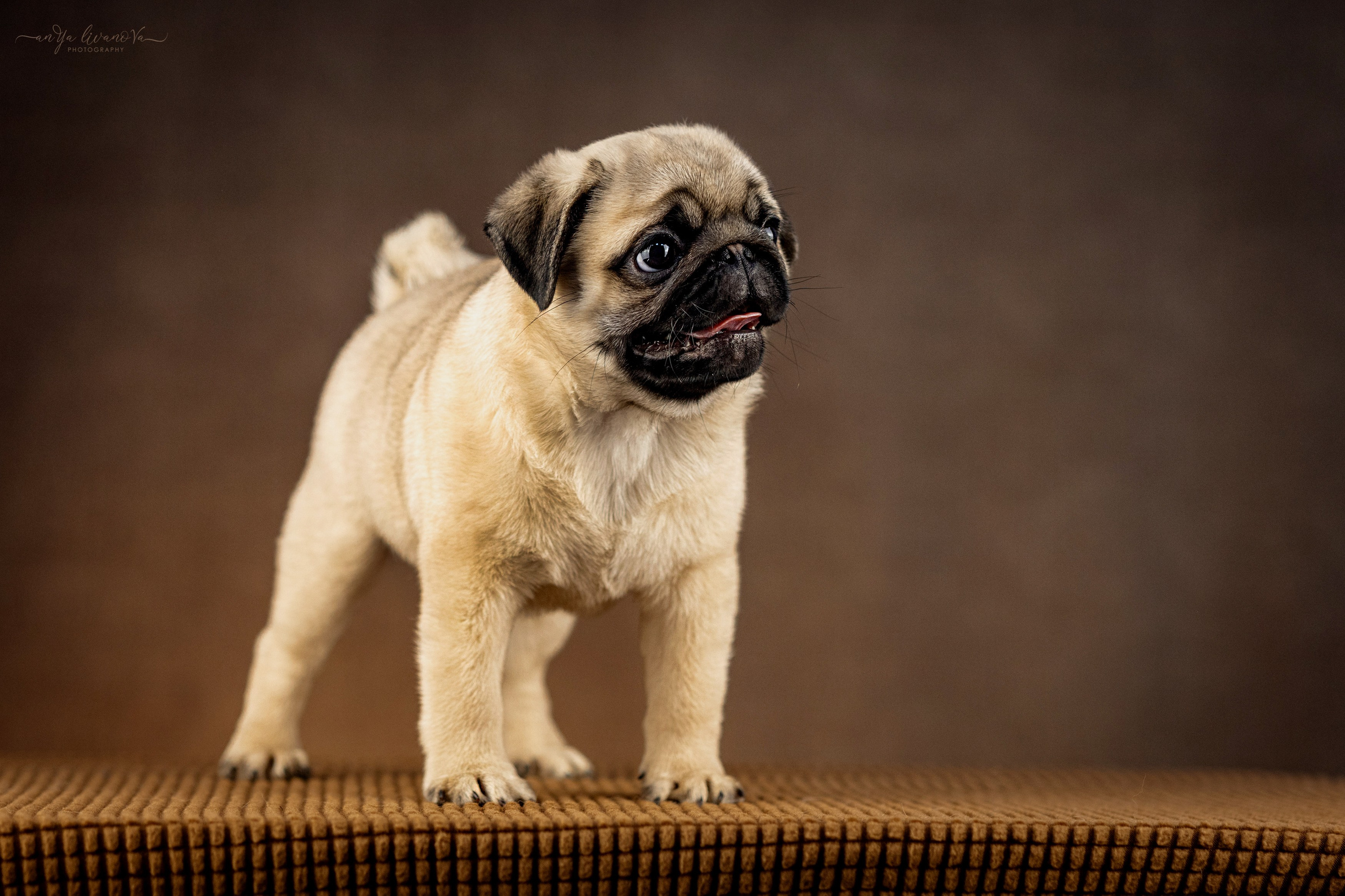 Мопсик. Фотограф анималист Аня Ливанова | Рыбинск