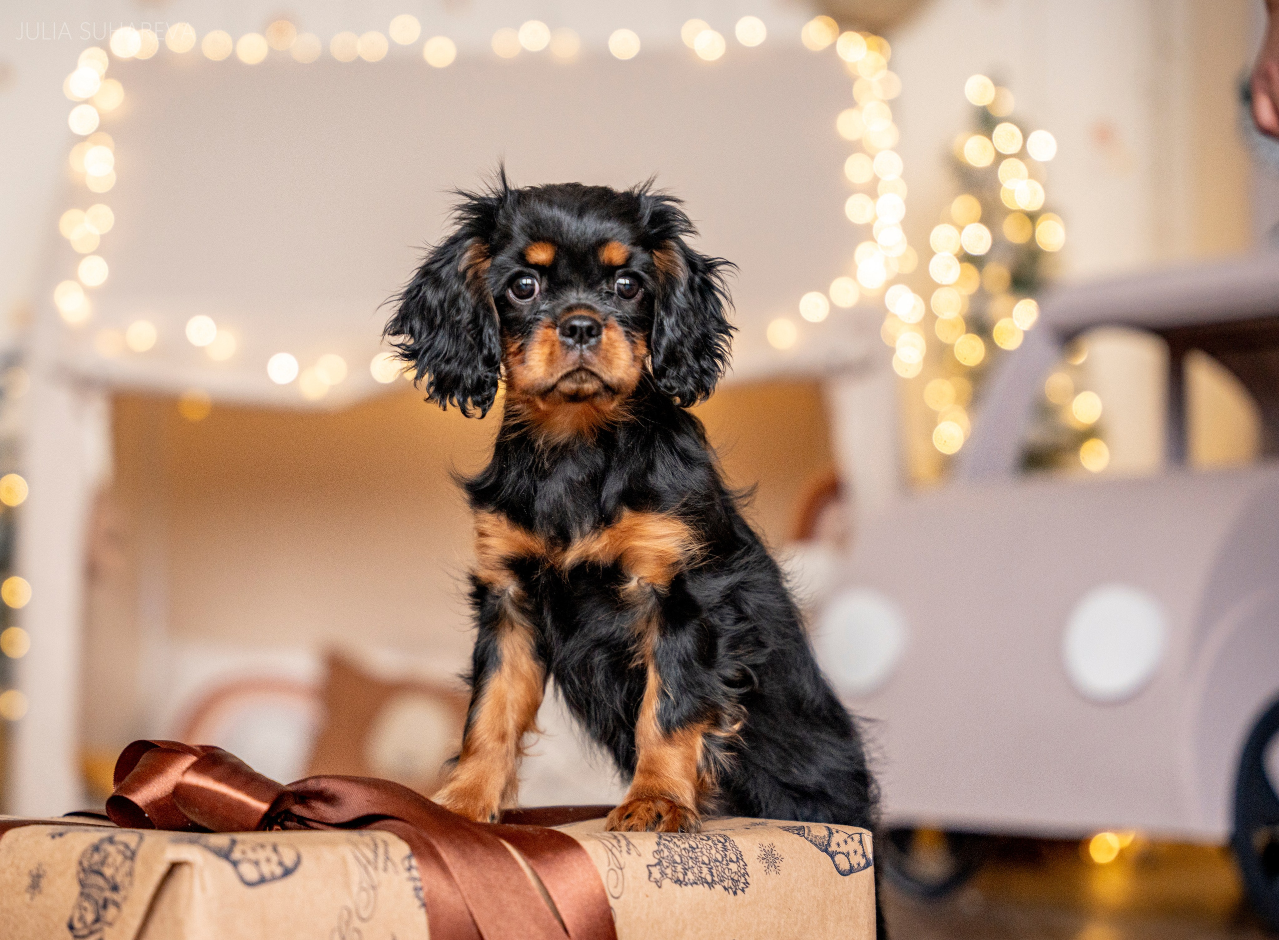 Щенки Кавалер кинг-чарльз-спаниель (Новый год). Главная