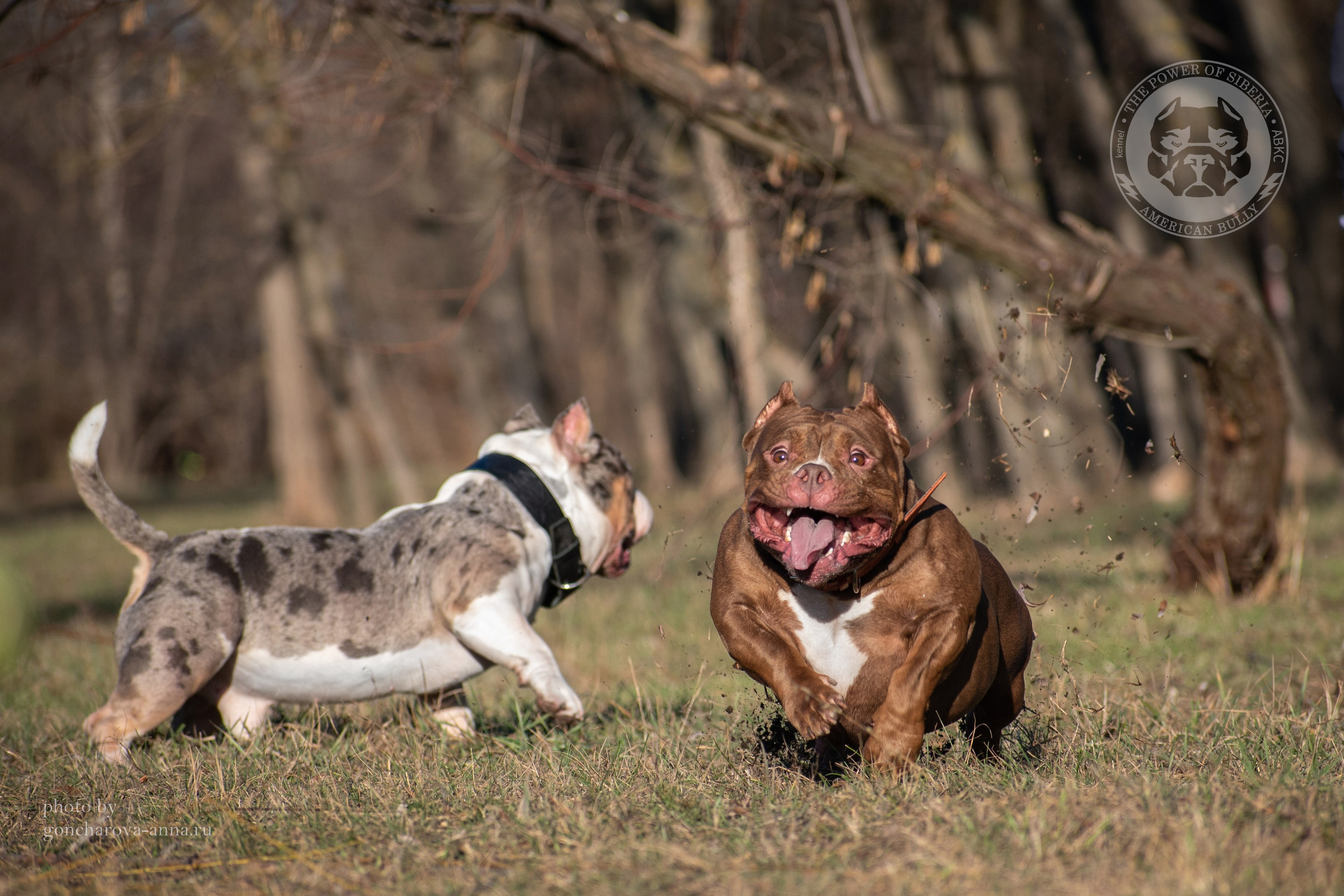кобель на вязку American Bully в Томске