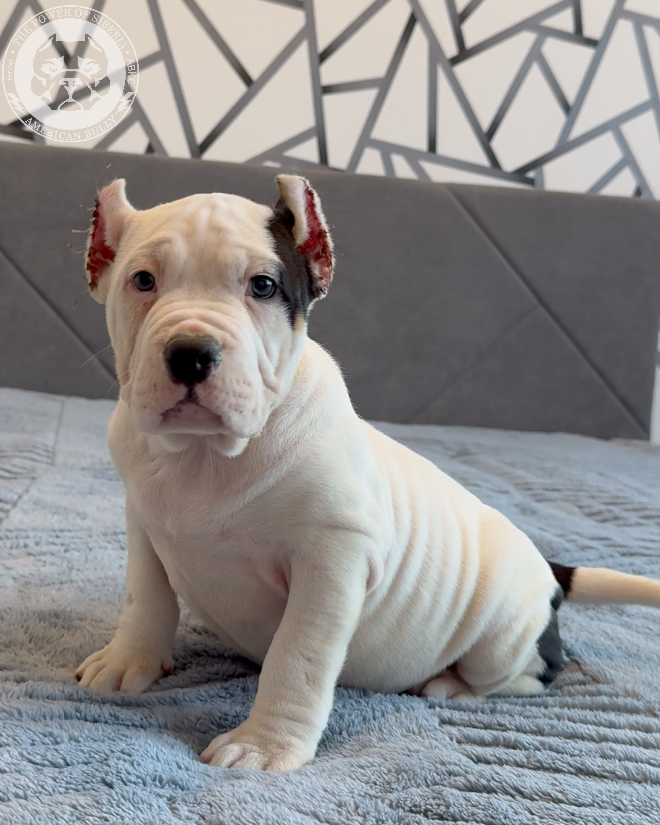 20.01.26-Рокси-Арчи. Американский Булли в г. Ростов-на-Дону. Питомник THE POWER OF SIBERIA
