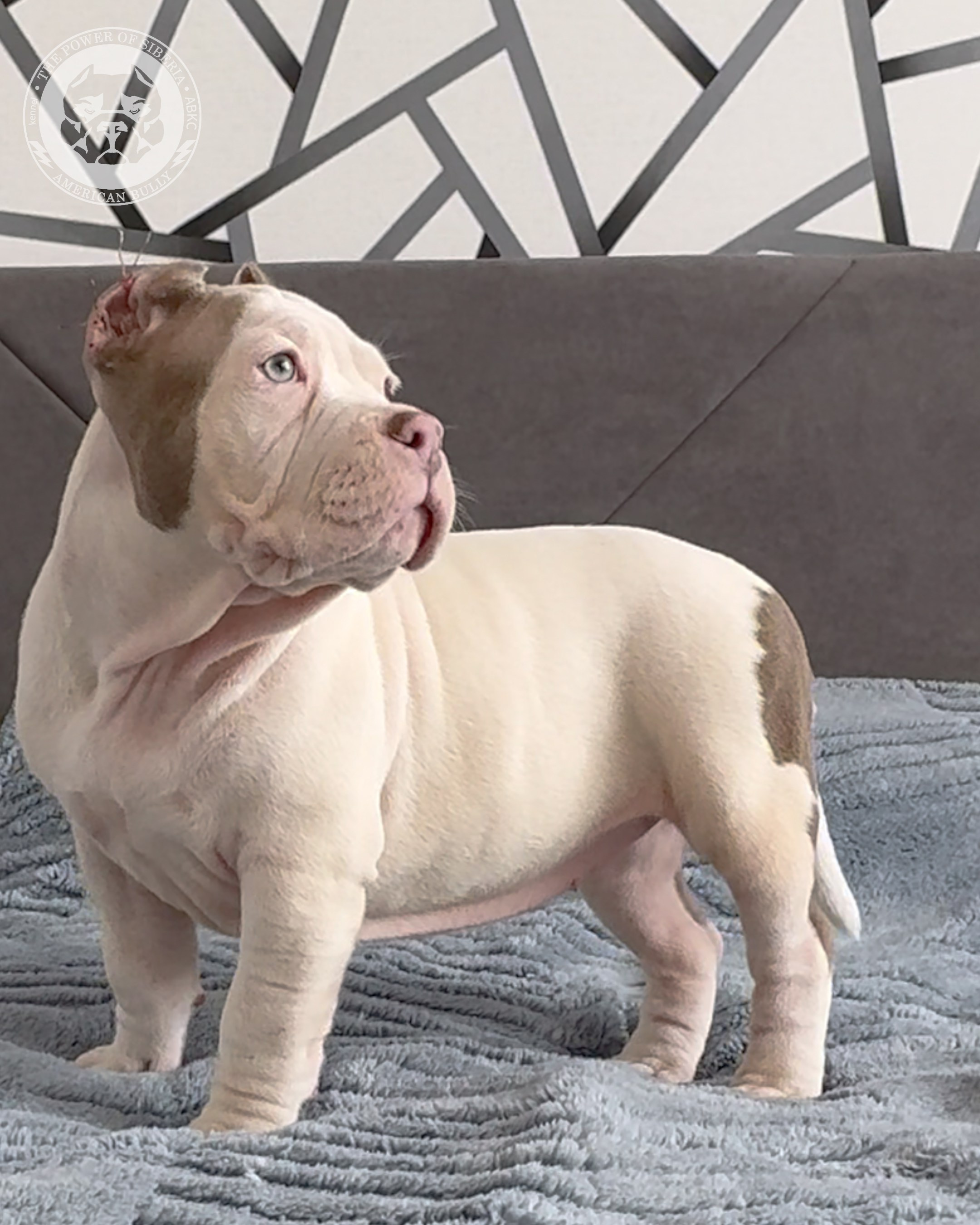Свободные щенки Американский Булли, в типах покет, классик, стандарт. Американский Булли в г. Ростов-на-Дону. Питомник THE POWER OF SIBERIA