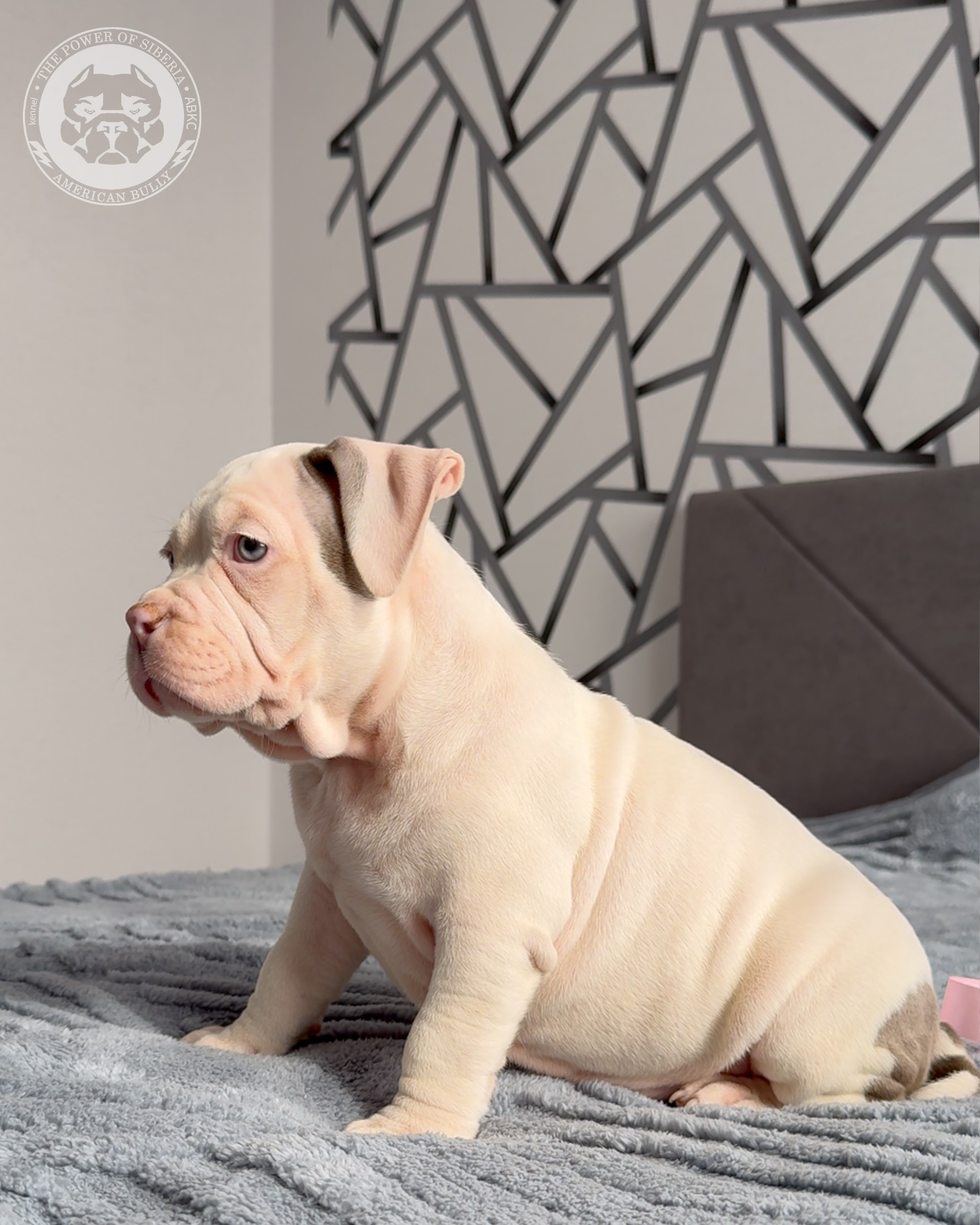 Свободные щенки Американский Булли, в типах покет, классик, стандарт. Американский Булли в г. Ростов-на-Дону. Питомник THE POWER OF SIBERIA
