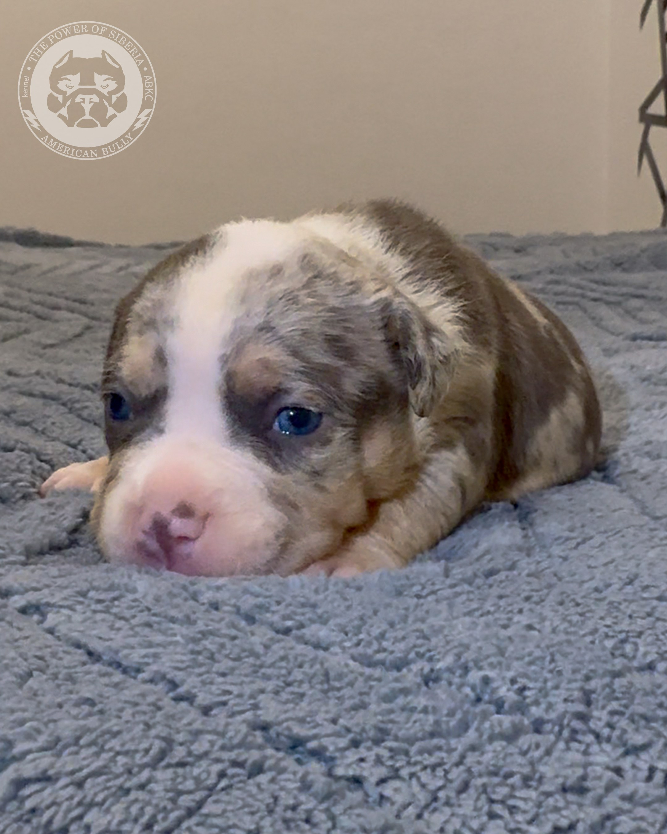 Свободные щенки Американский Булли, в типах покет, классик, стандарт. Американский Булли в г. Ростов-на-Дону. Питомник THE POWER OF SIBERIA