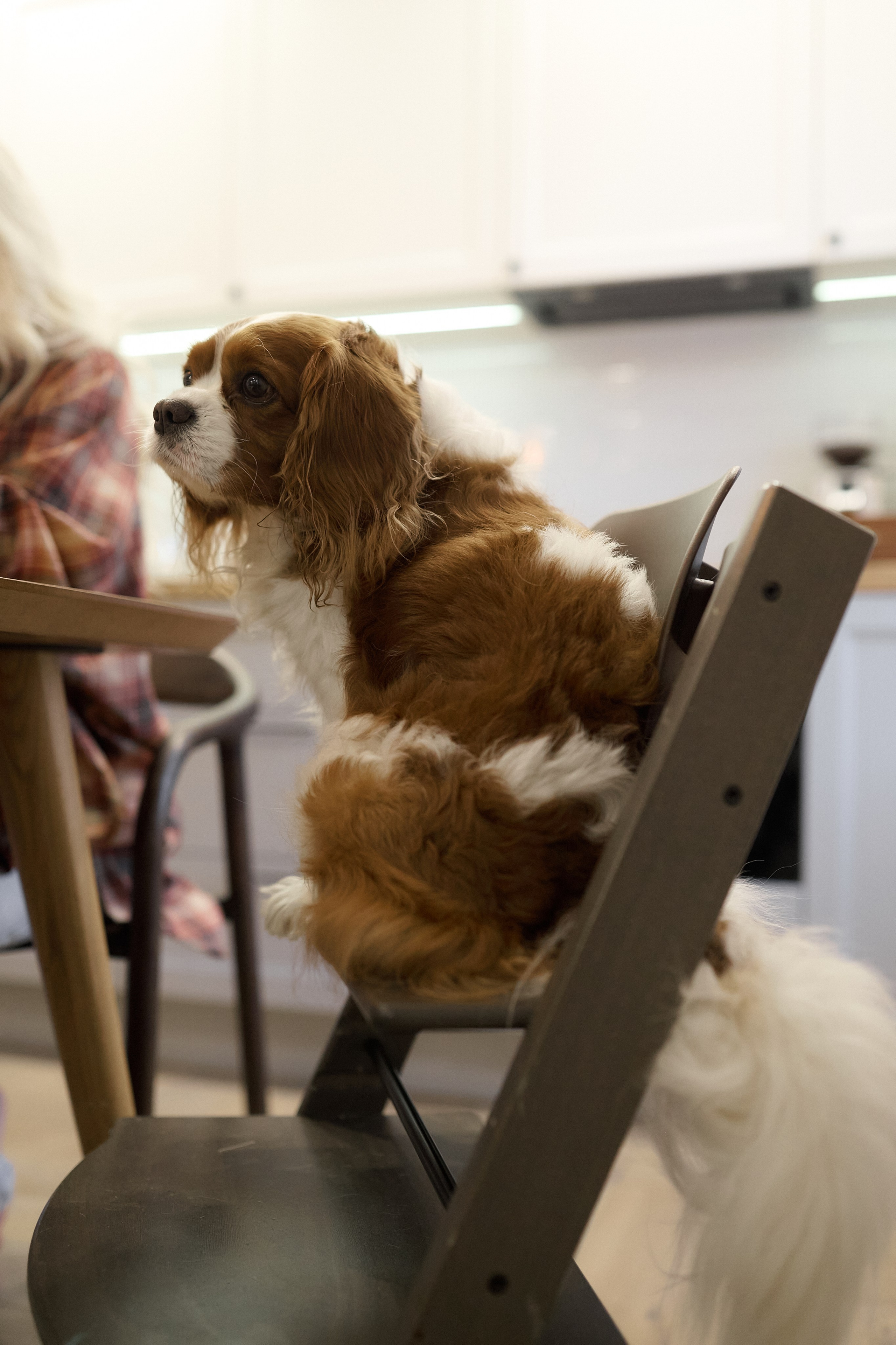 Серёжа, Вика, Макар и Кэш. Семейный и свадебный lifestyle-фотограф в Москве Мария Петрова