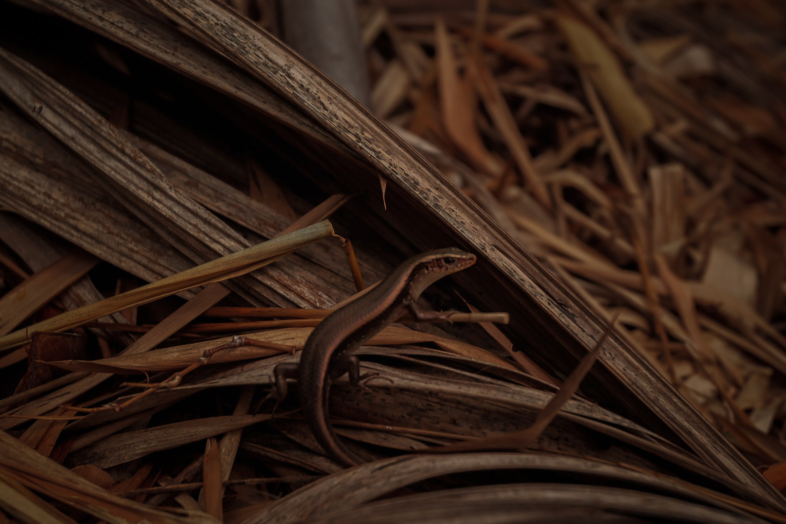 ВЬЕТНАМ 2023 / VIEtTNAM 2024. Главная