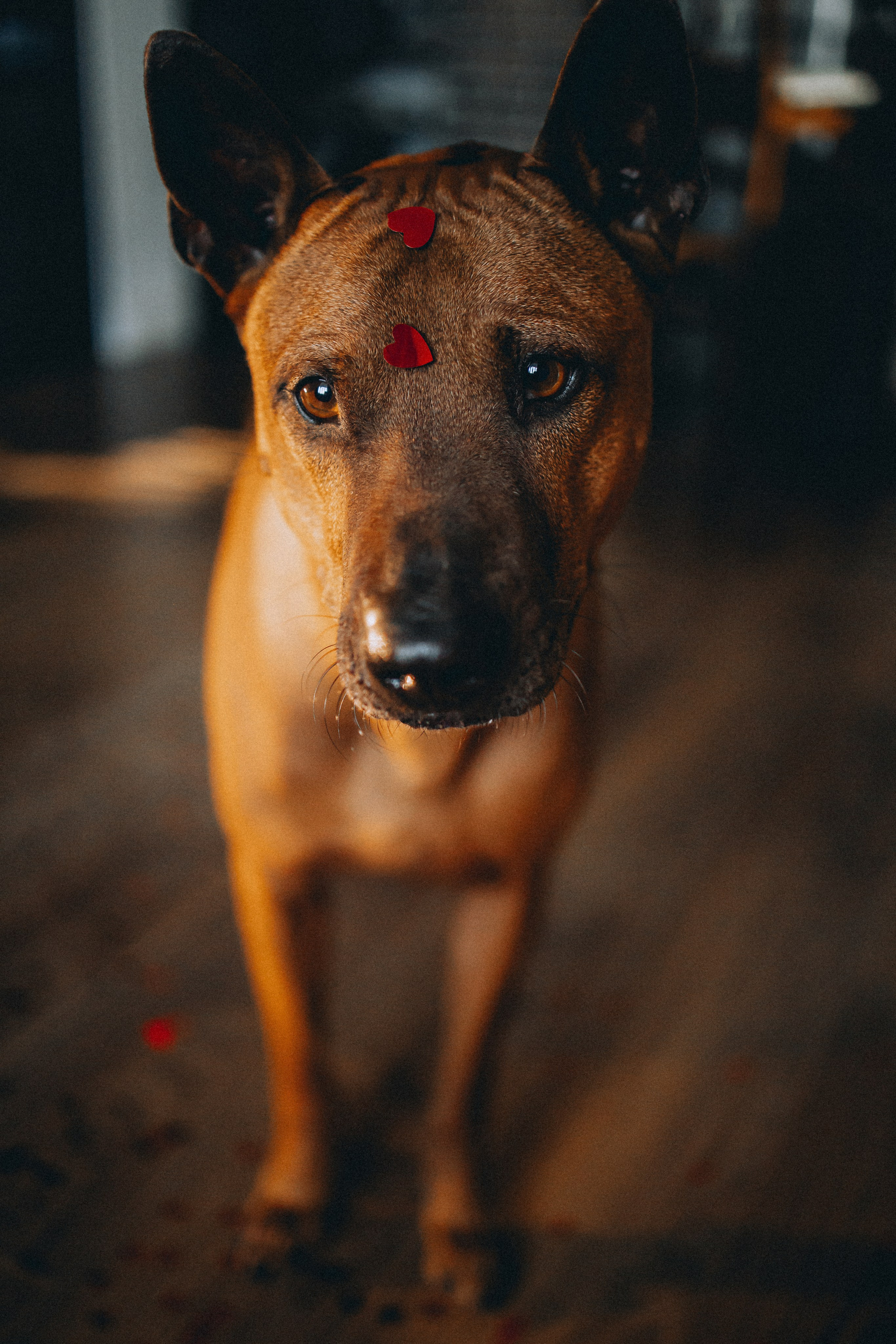 Оксана и Зевс