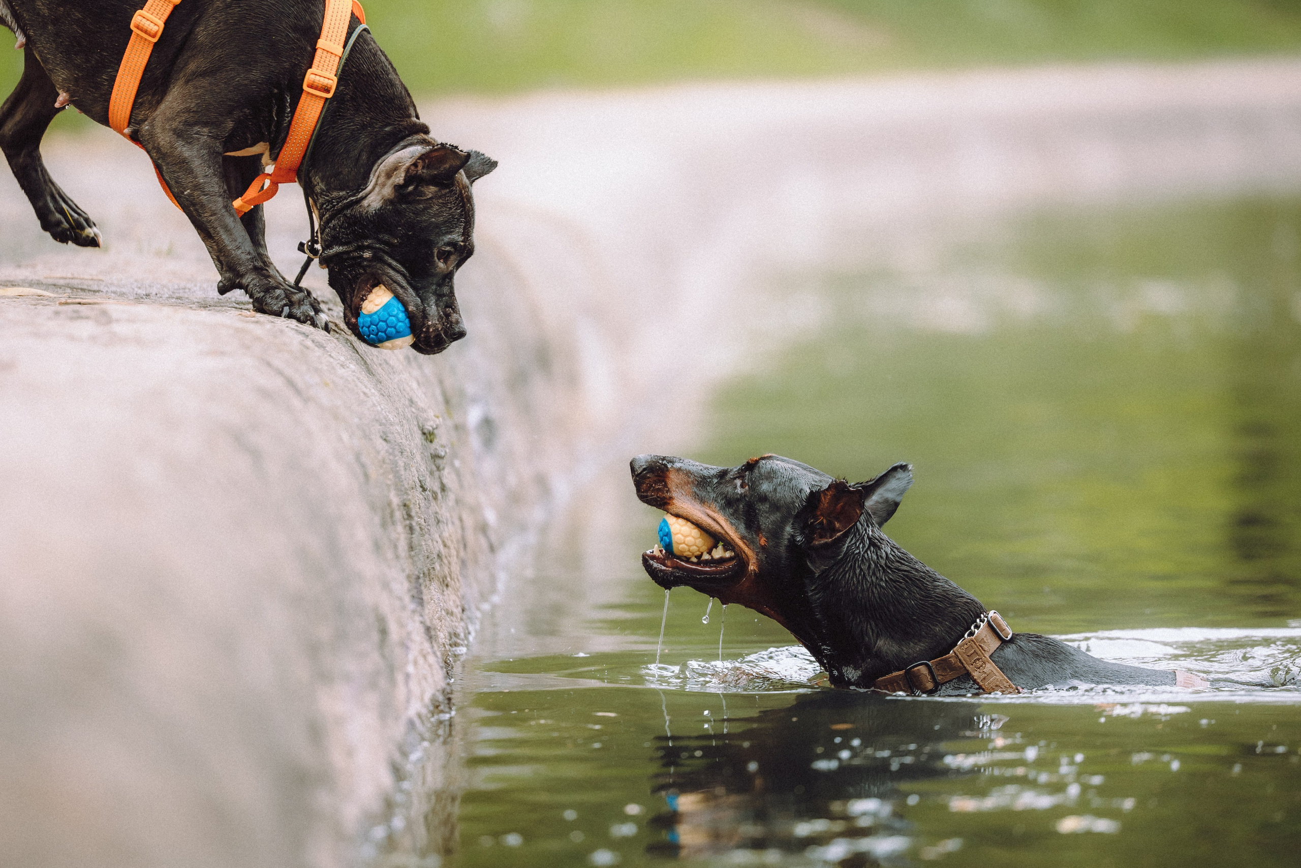 Паша, Хайди и Тея