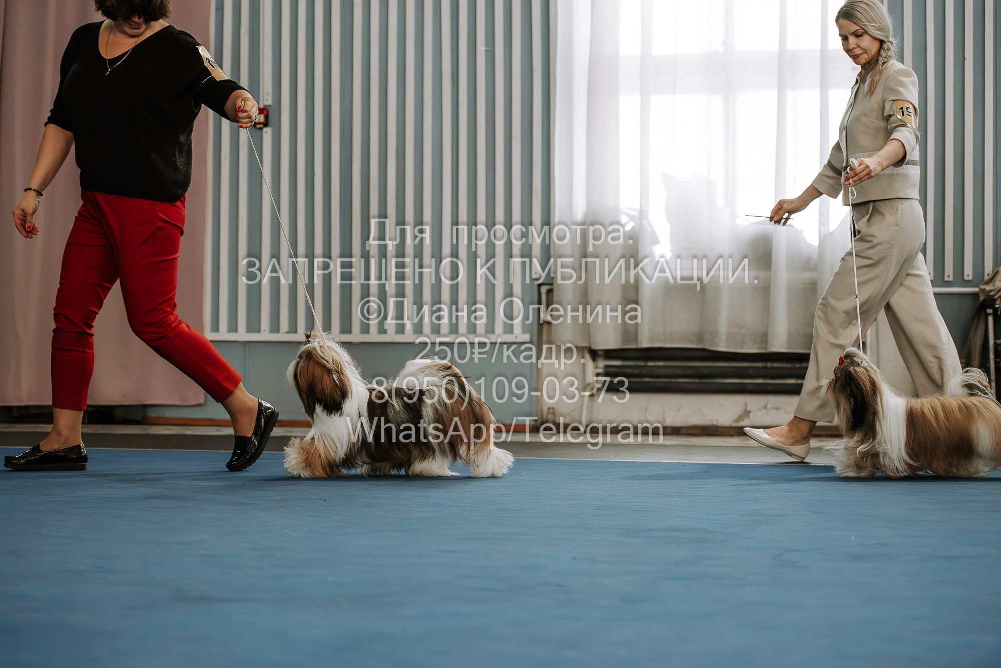 Выставка собак Красноярск 29.10.2023. Фотограф Диана Оленина Красноярск / Братск