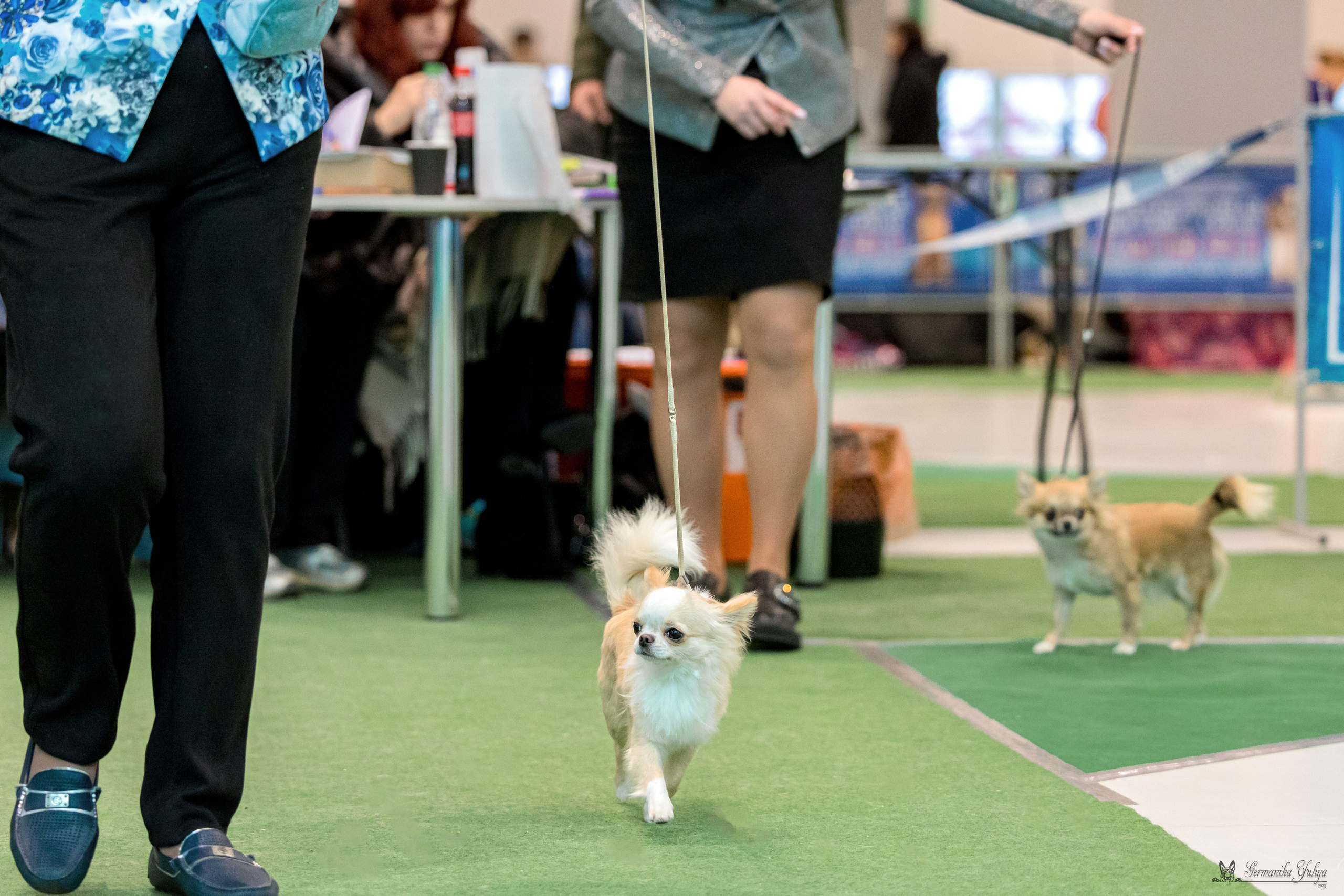 Минск 25-26.11.2023. Фотограф-анималист Юлия Германика