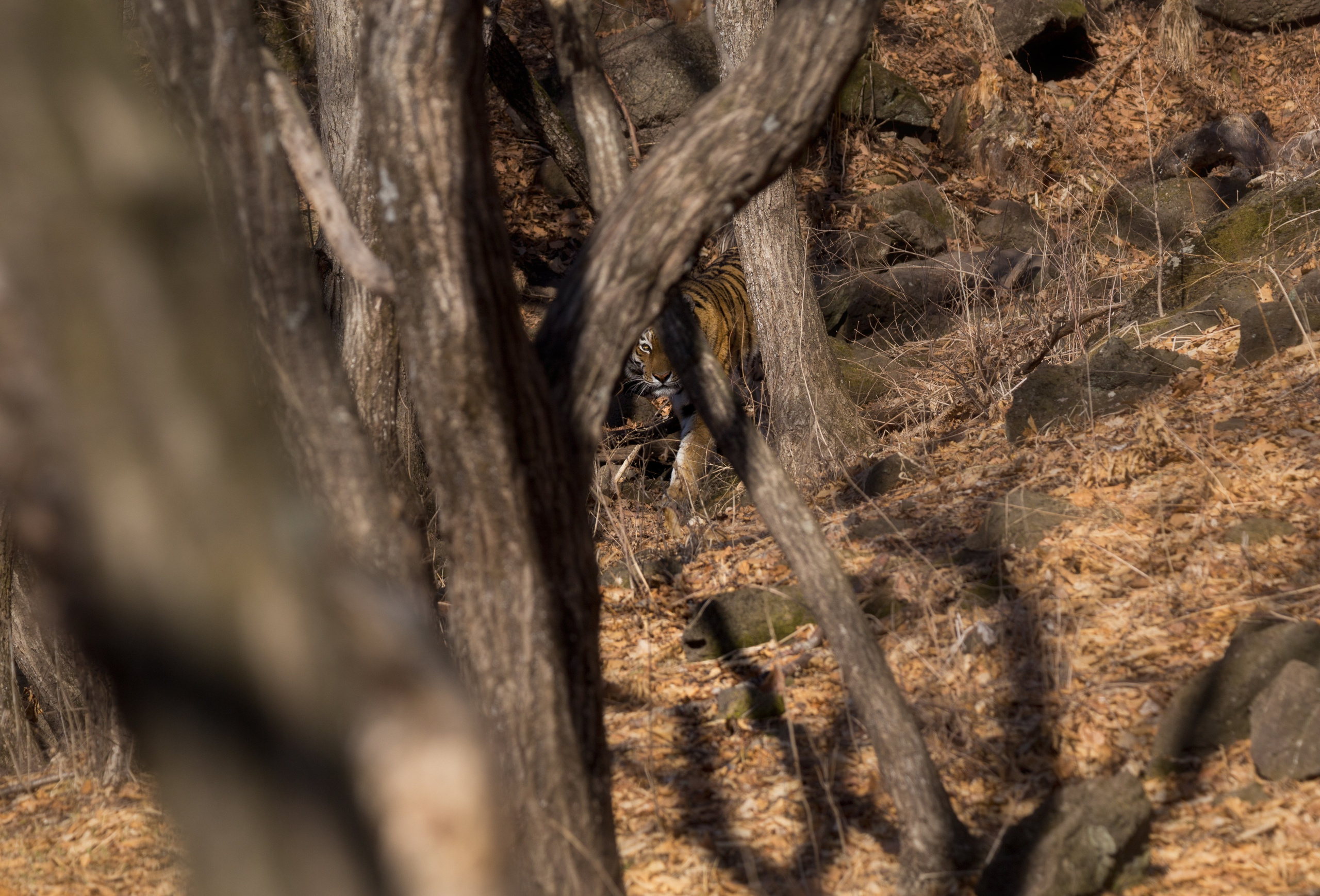 Анималистика. Фотограф Александр Чазов