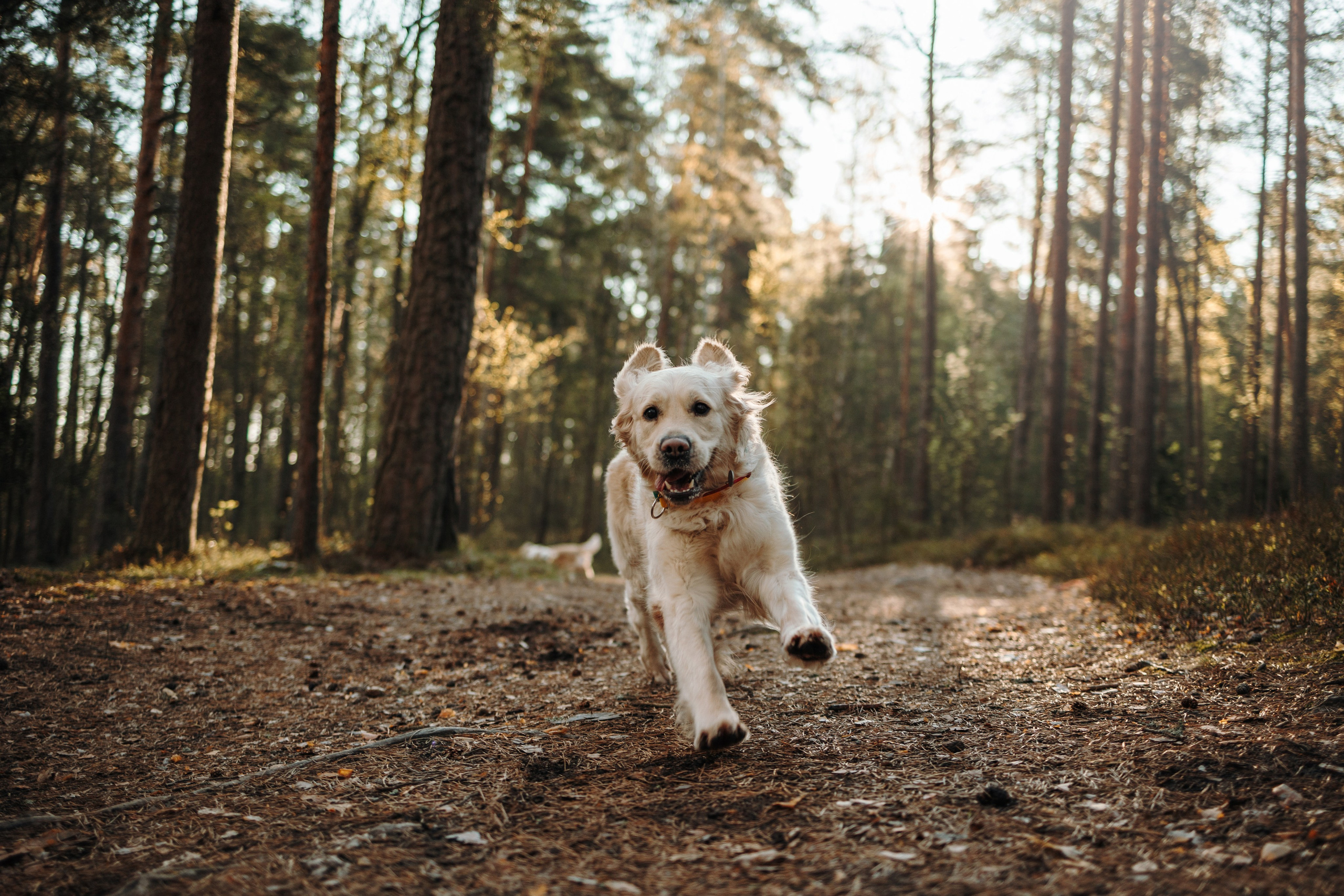 Катя и ее девочки. Фотограф — Анималист | Санкт-Петербург