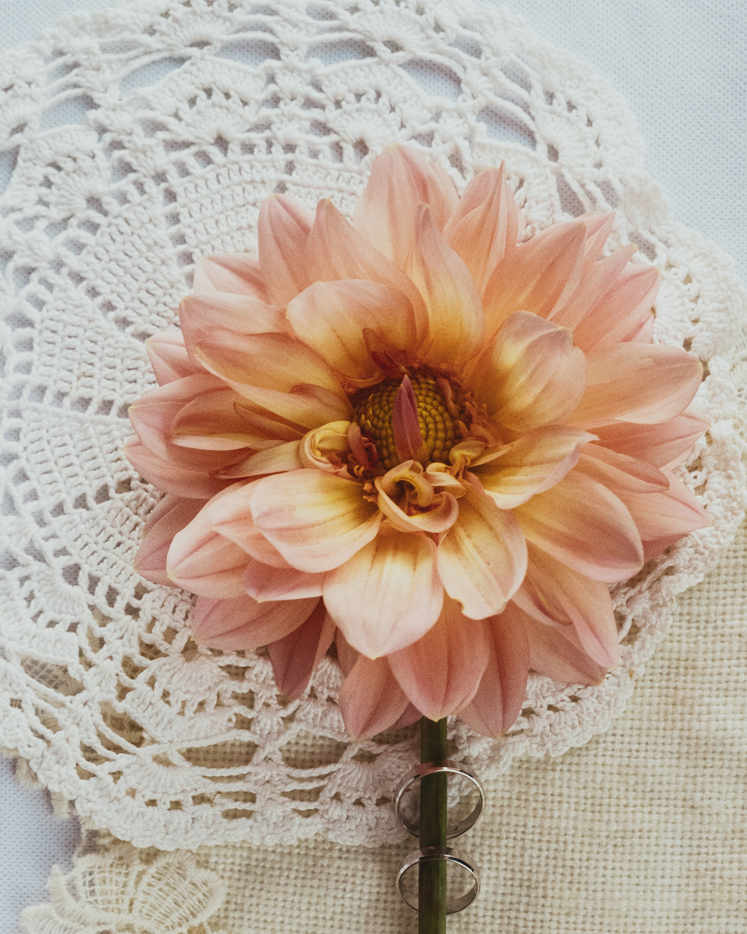 Премия. Фотограф Лиана Сафарова. Свадебные, портретные, парные съёмки