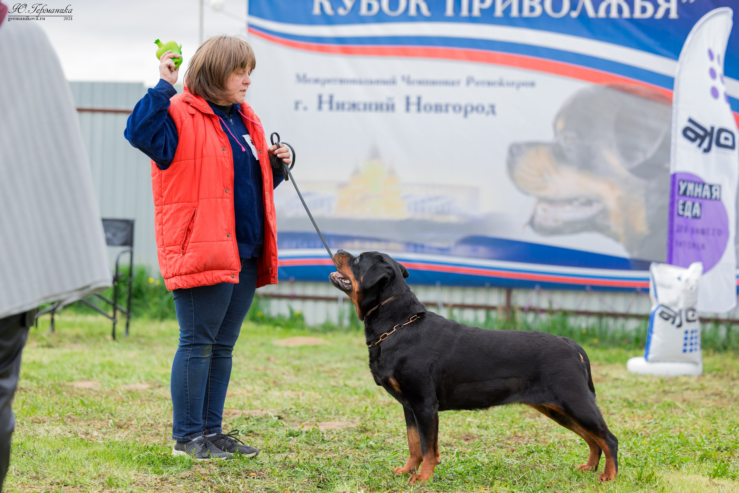 Нижний Новгород 11-12.05.2024 моно ротвейлеров. Фотограф-анималист Юлия Германика