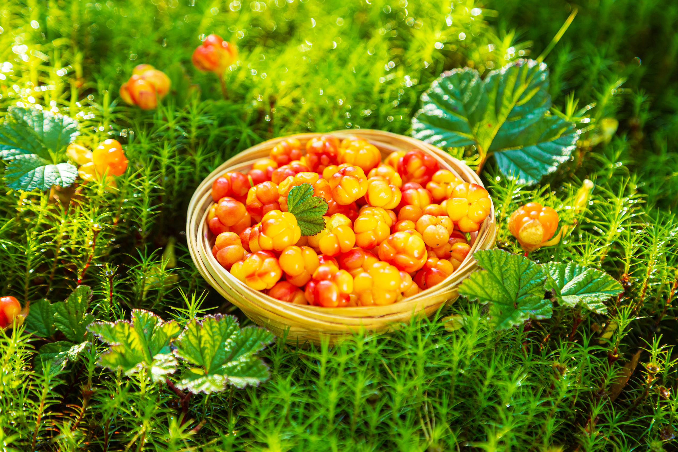 Кольский полуостров. Тревел-фотограф Елизавета Ларионова