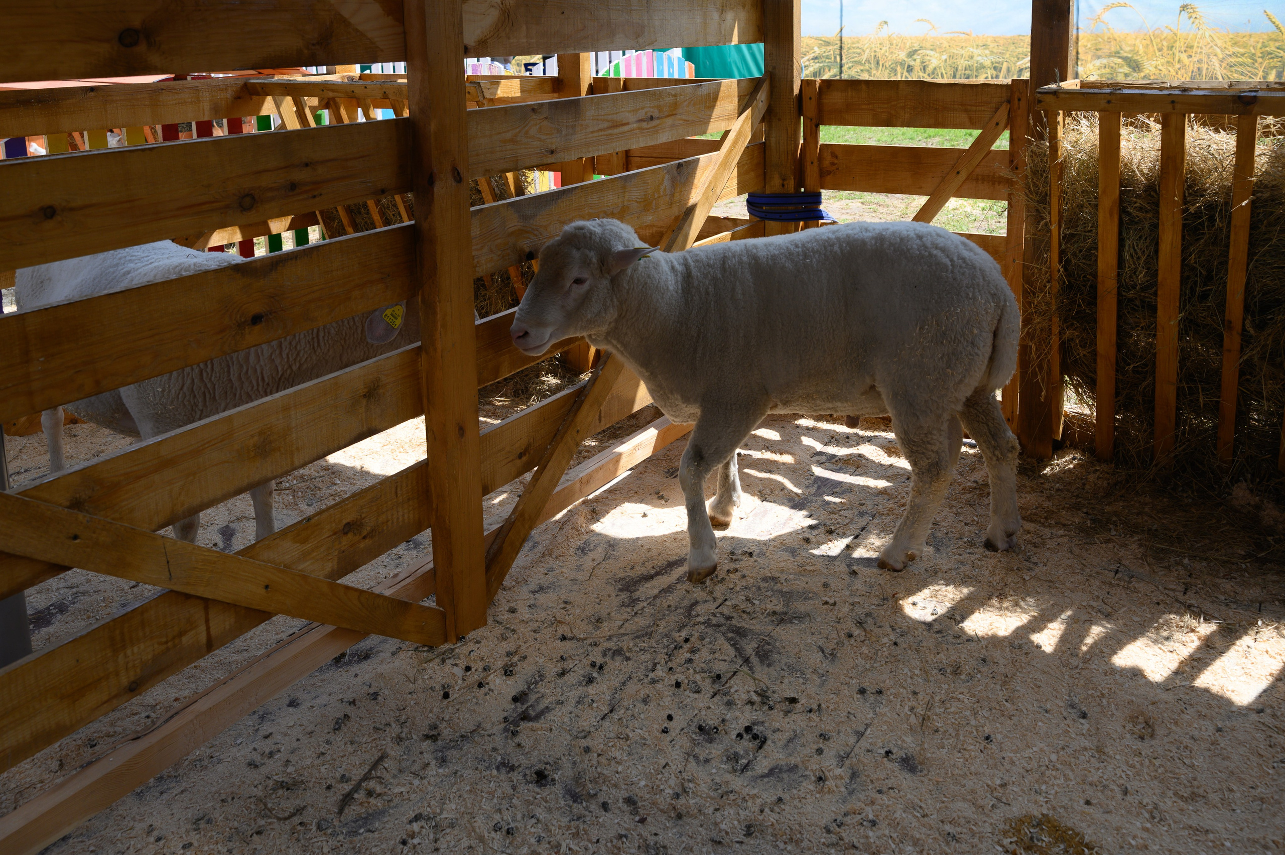 Агровыставка. Фотоуслуги, услуги фотографа, фотографирование важных событий