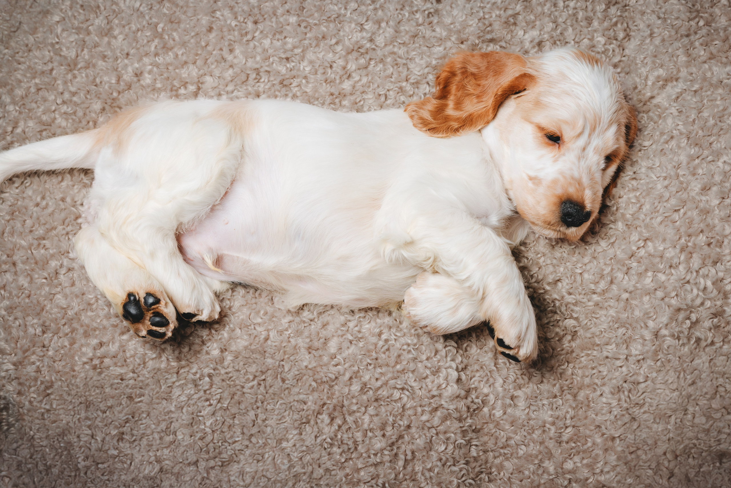 Английские коккер-спаниели. Фотограф анималист Осипчикова Мария