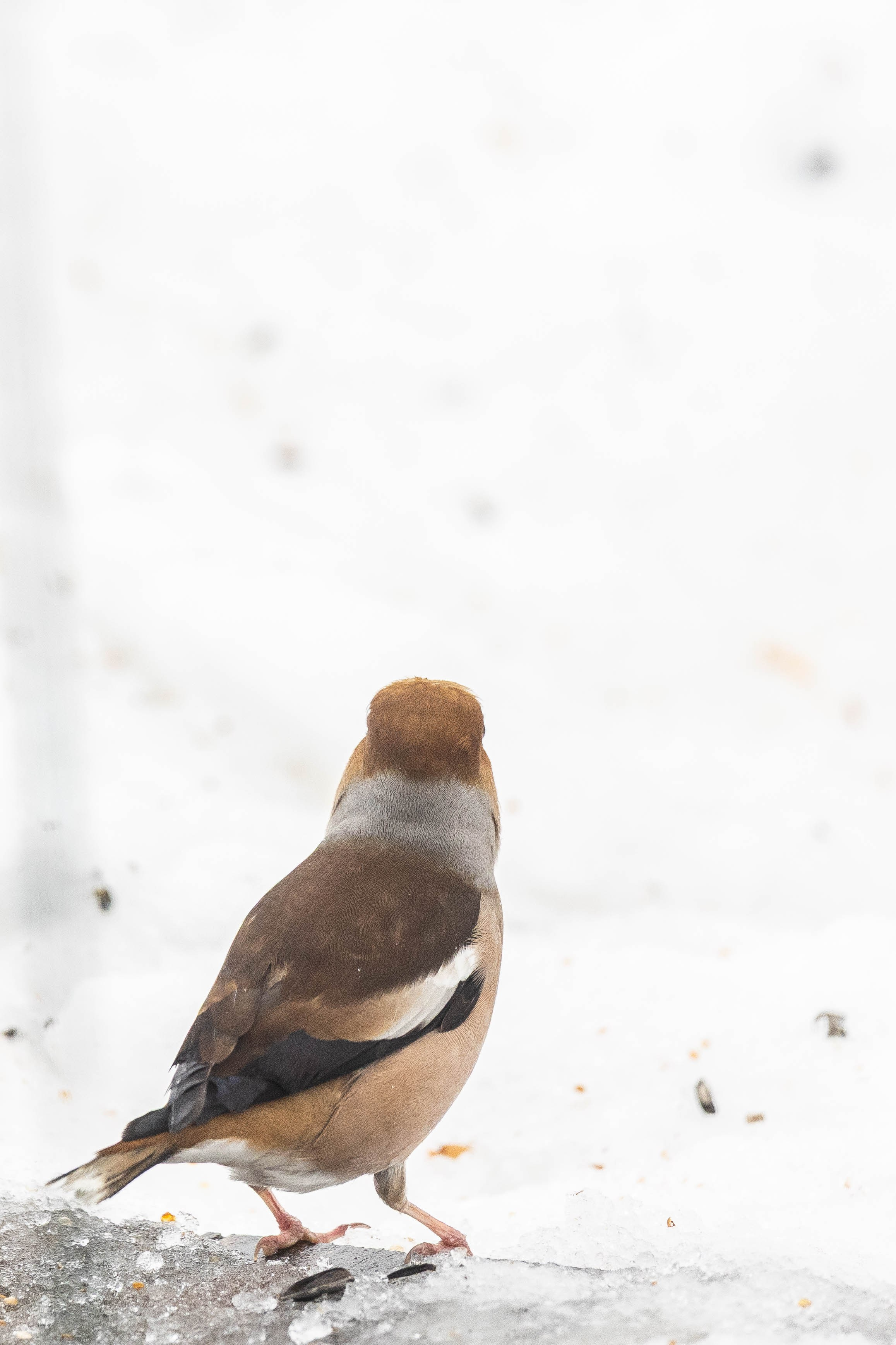 Дикий животный мир. Фотограф-АниМалист Анна Абрамова