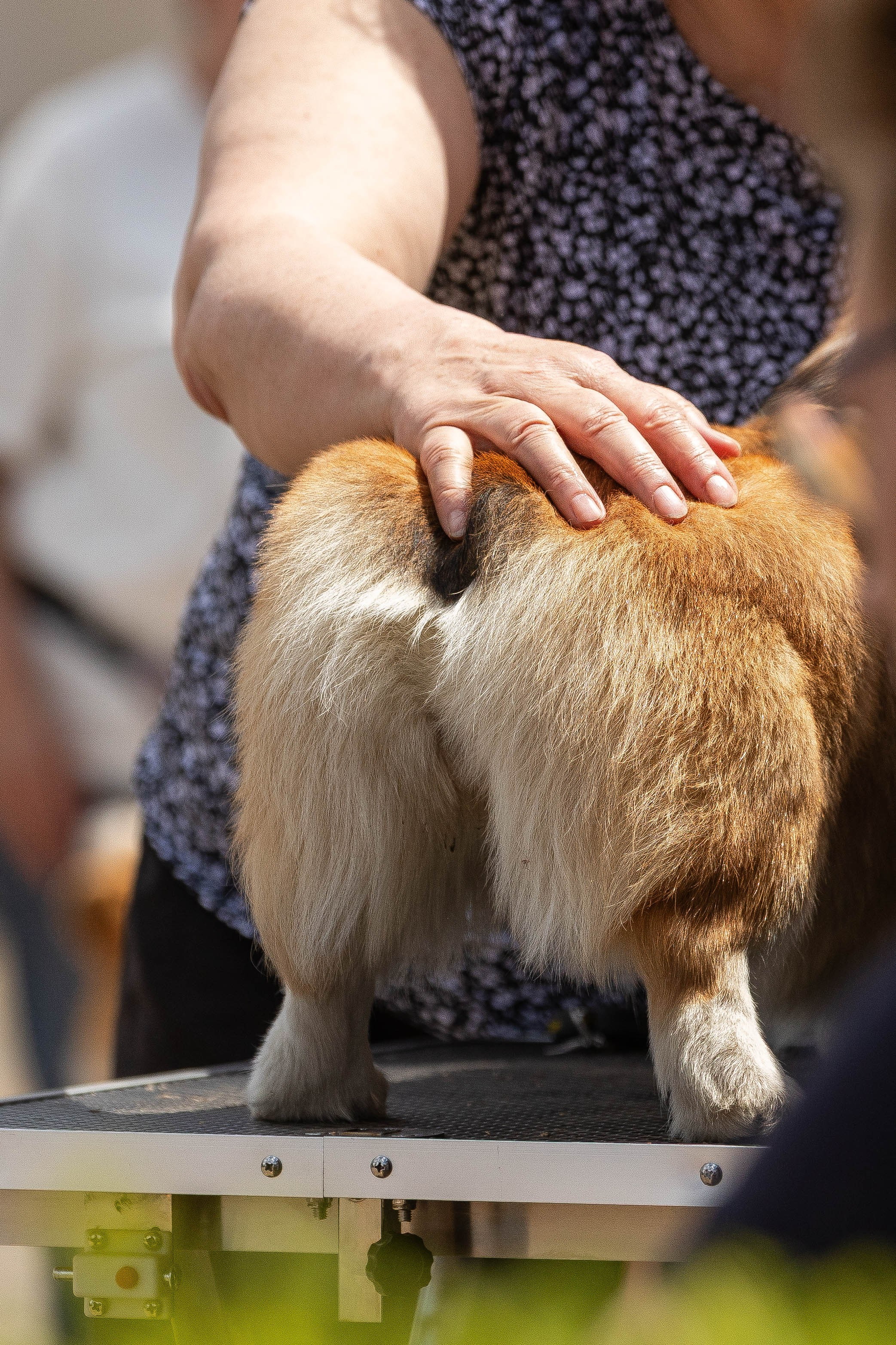 Репортаж (фото с выставок). Фотограф-АниМалист Анна Абрамова