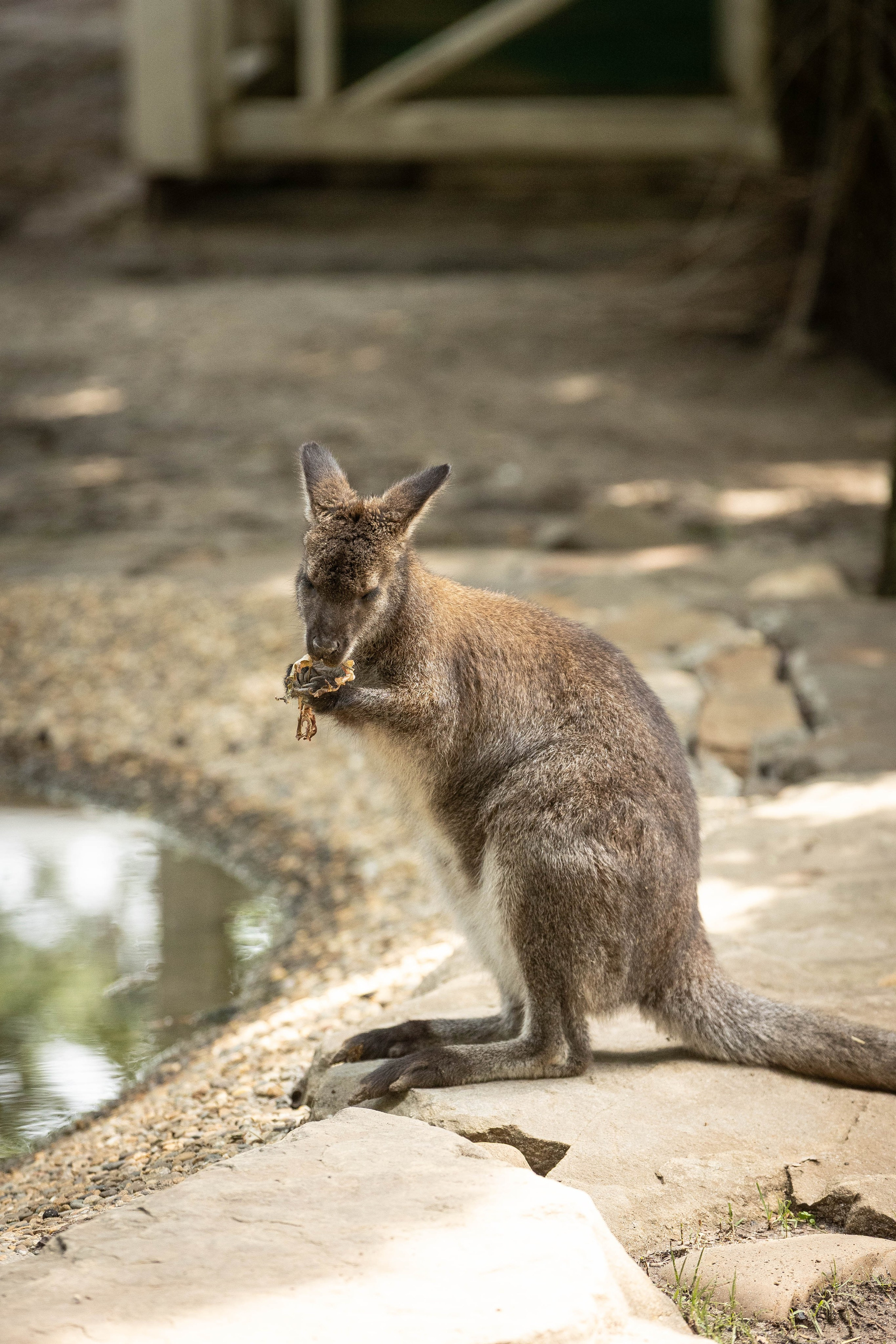 Зоопарк Малинки. Фотограф-АниМалист Анна Абрамова