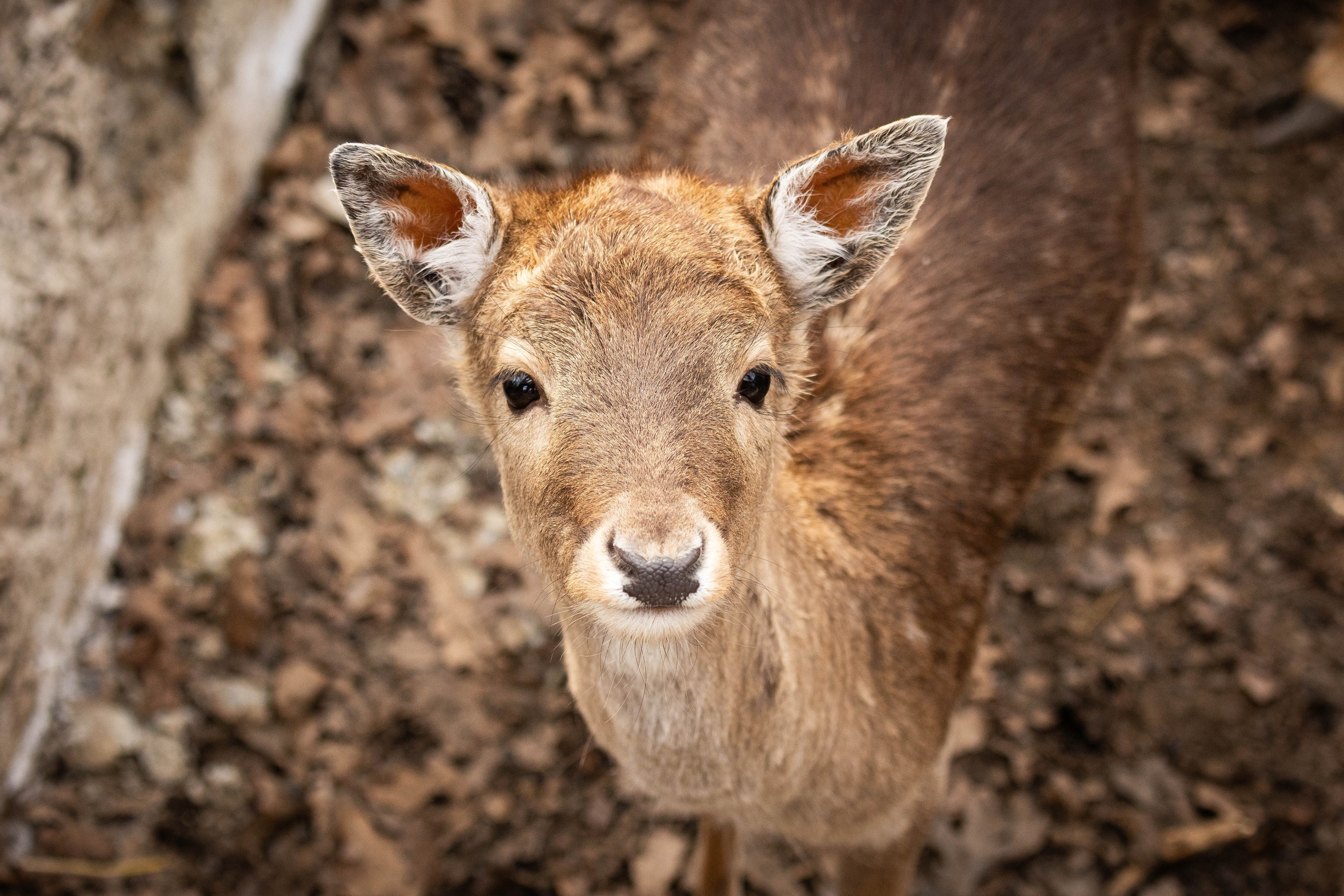 Парк Малинки 2026. Фотограф-АниМалист Анна Абрамова