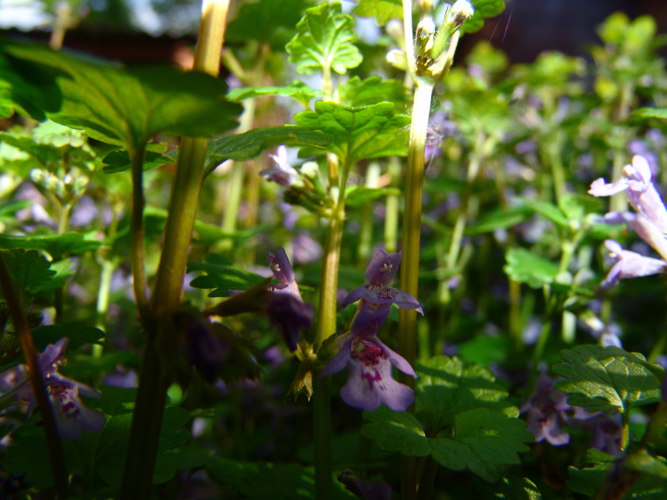 Приезд КС 2005. Заставка