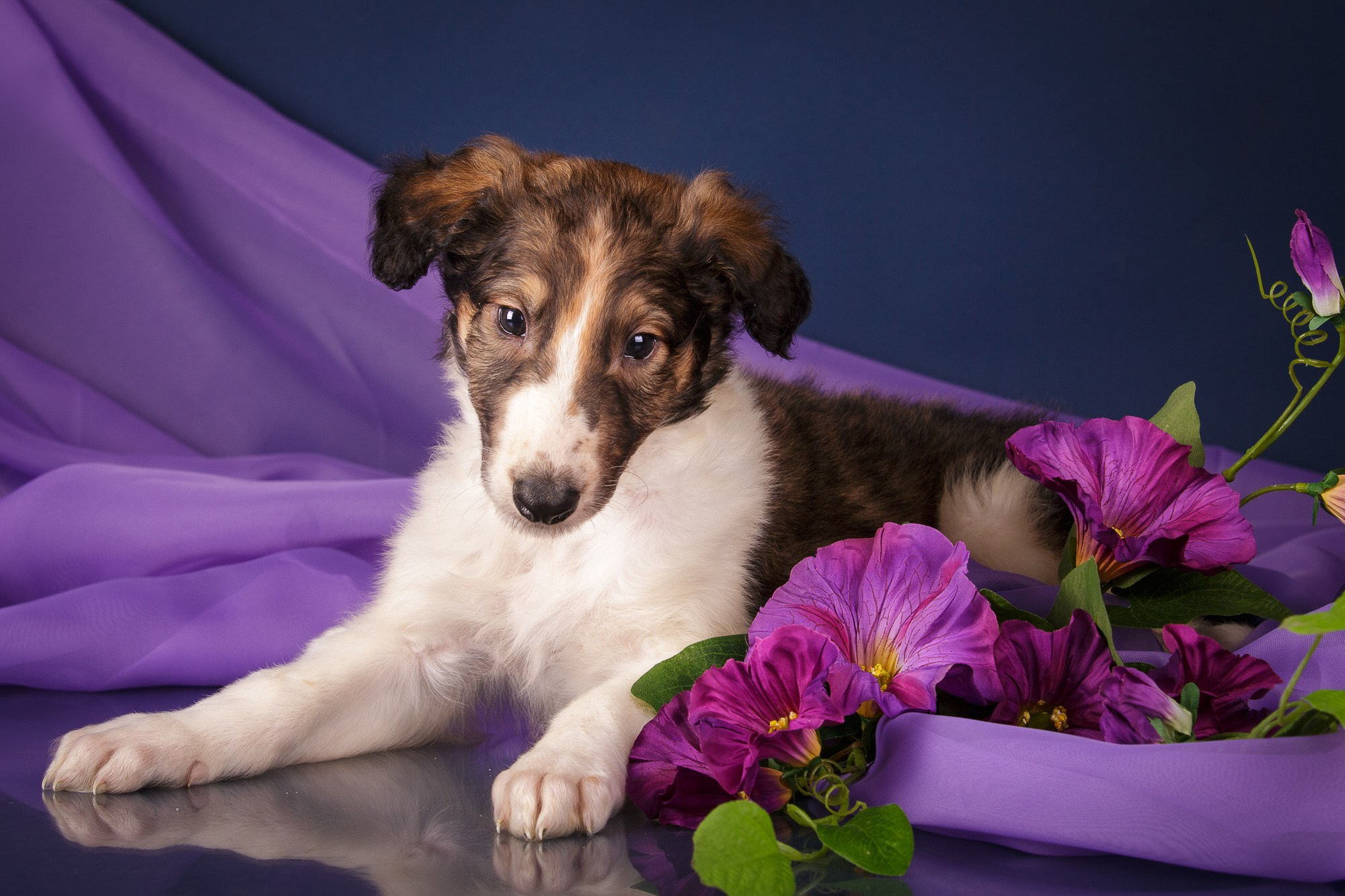 Фотосъёмки щенков. Фотограф-анималист Natalia Deingel | Фотосъемка собак в Москве