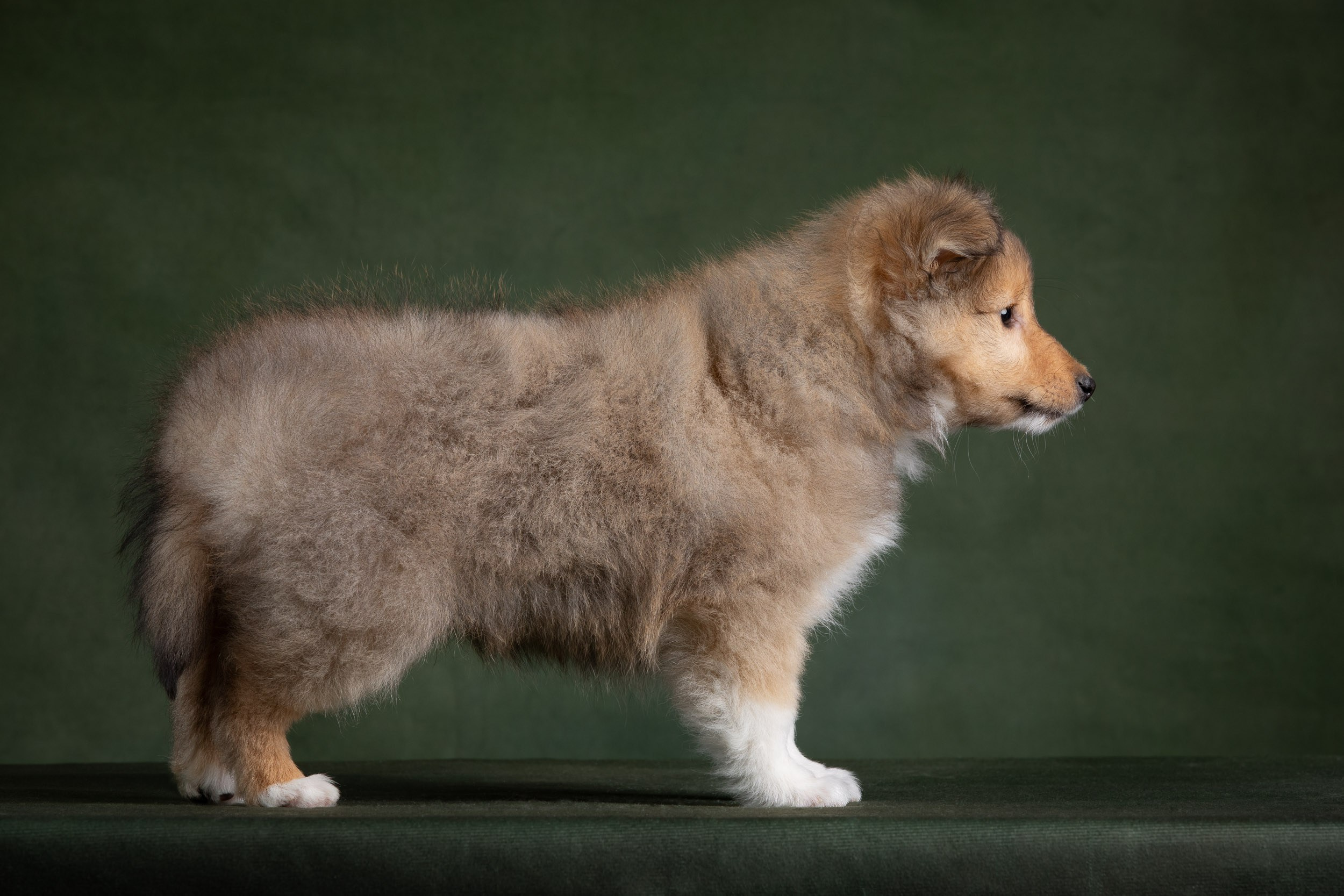 Помет щенков в 2 месяца. Фотограф-анималист в Москве и Московской области Татьяна Фролова