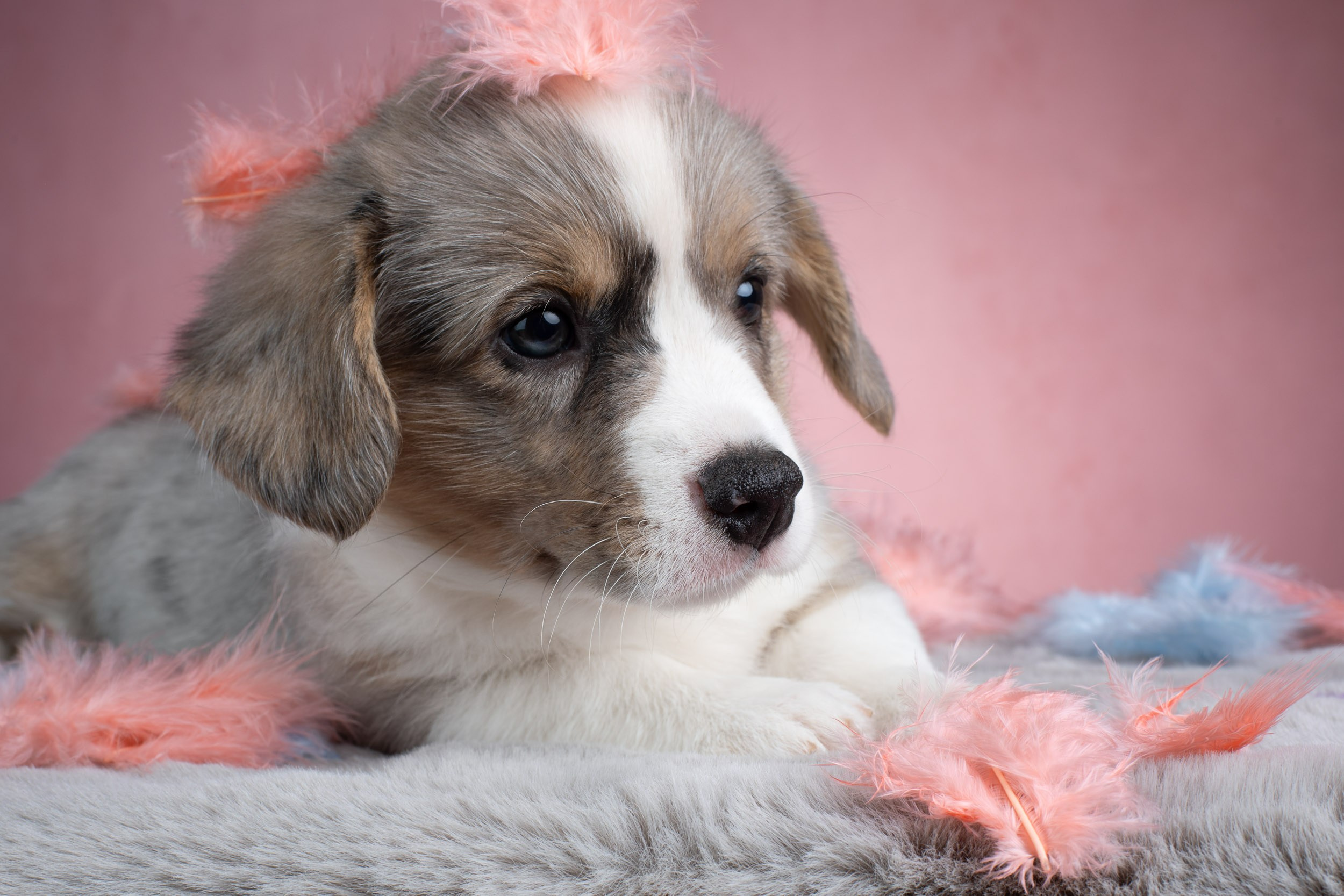 Съемка щенков на розовом фоне. Фотограф-анималист в Москве и Московской области Татьяна Фролова