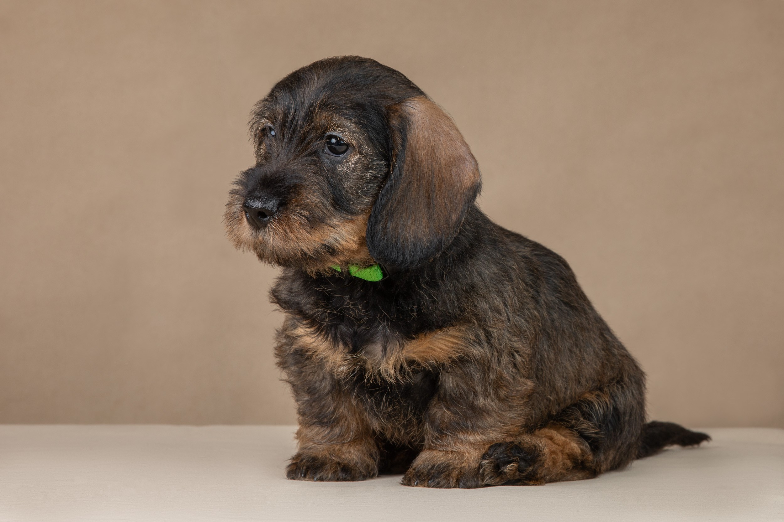 Съемка щенков жесткошерстной таксы на бежевом фоне в ящике. Фотограф-анималист в Москве и Московской области Татьяна Фролова