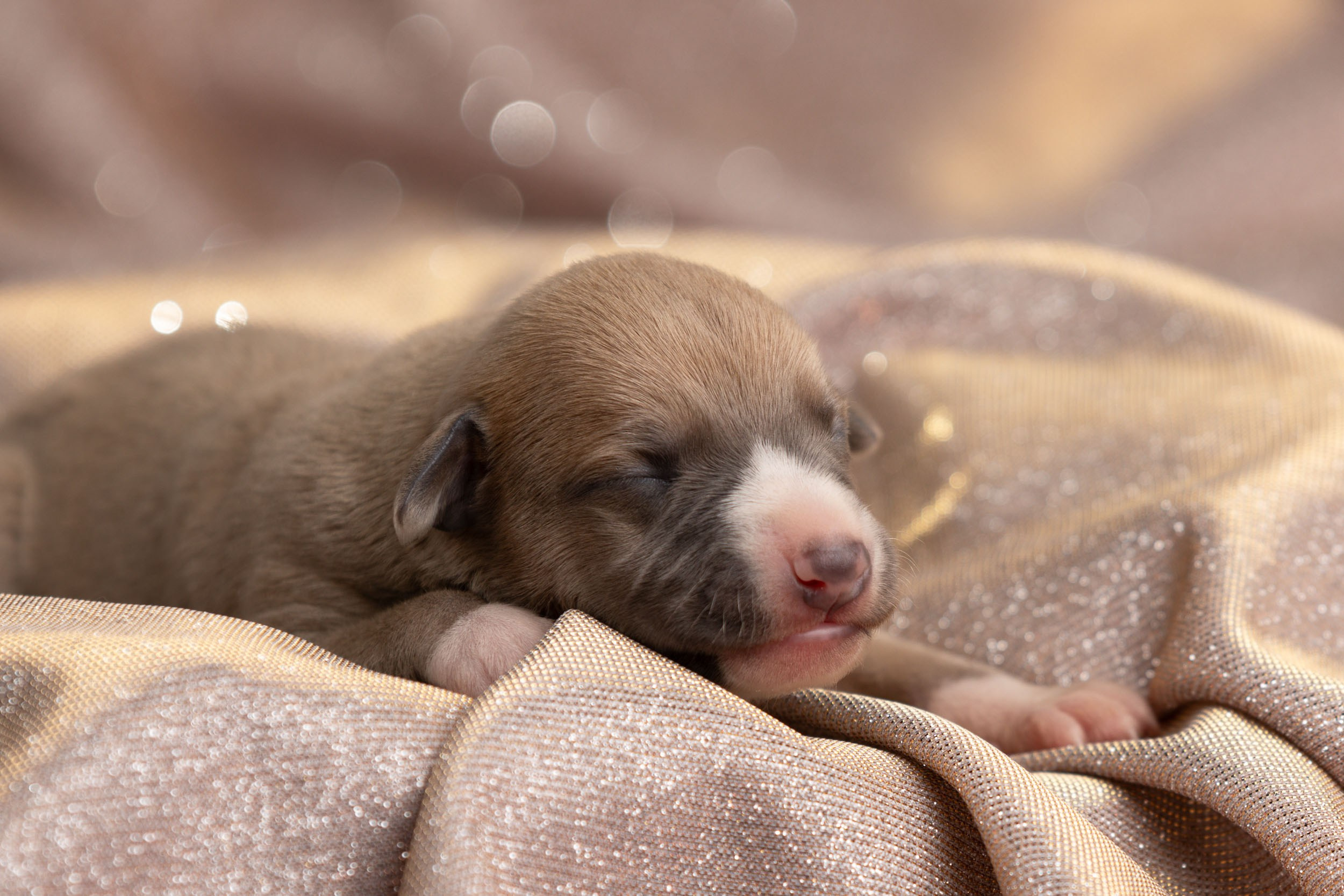 Ньюборн для щенков уиппета. Фотограф-анималист в Москве и Московской области Татьяна Фролова