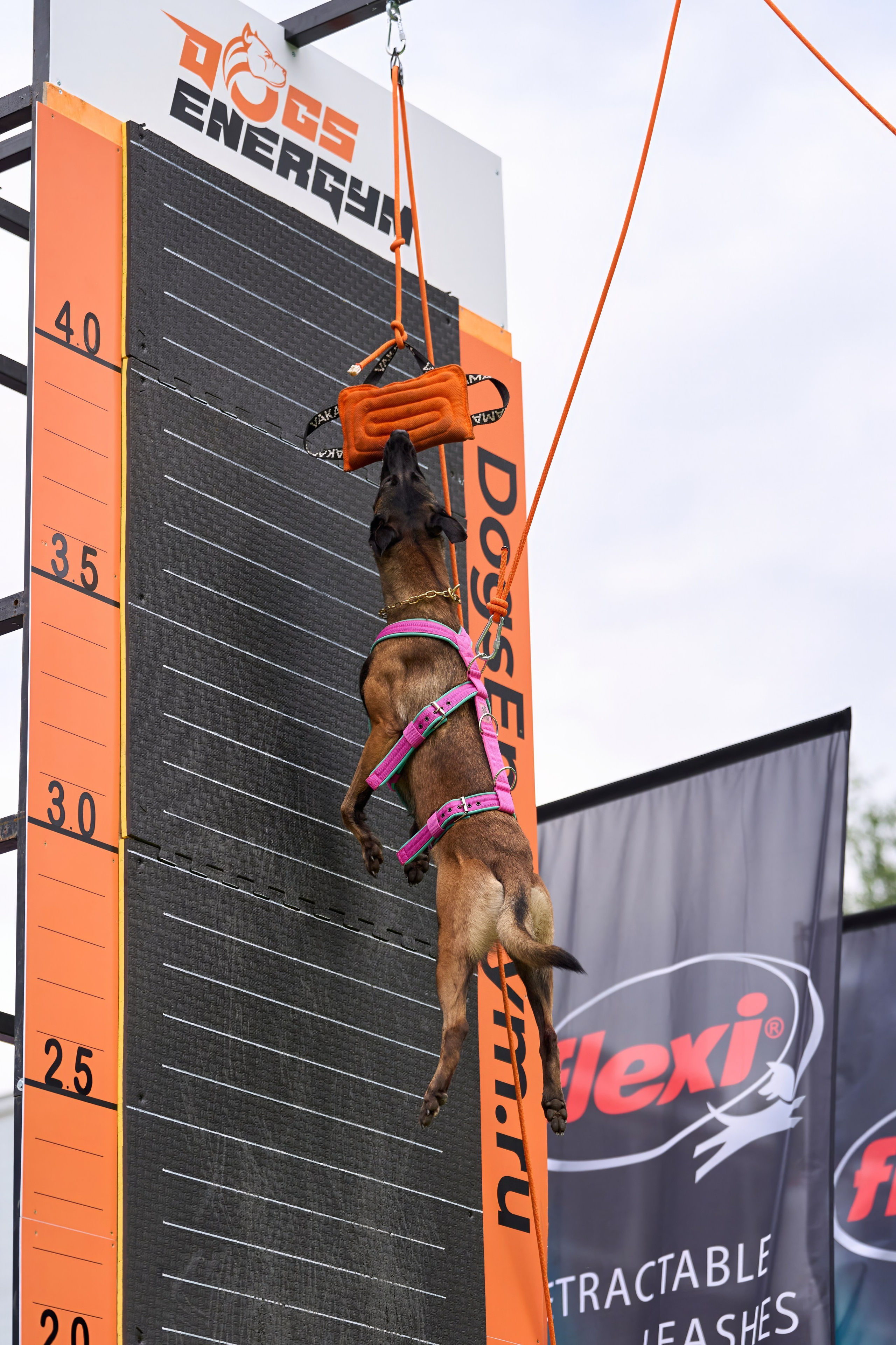 4 лапы Фест. Многоборье. Фотограф-анималист Михаил Манухин