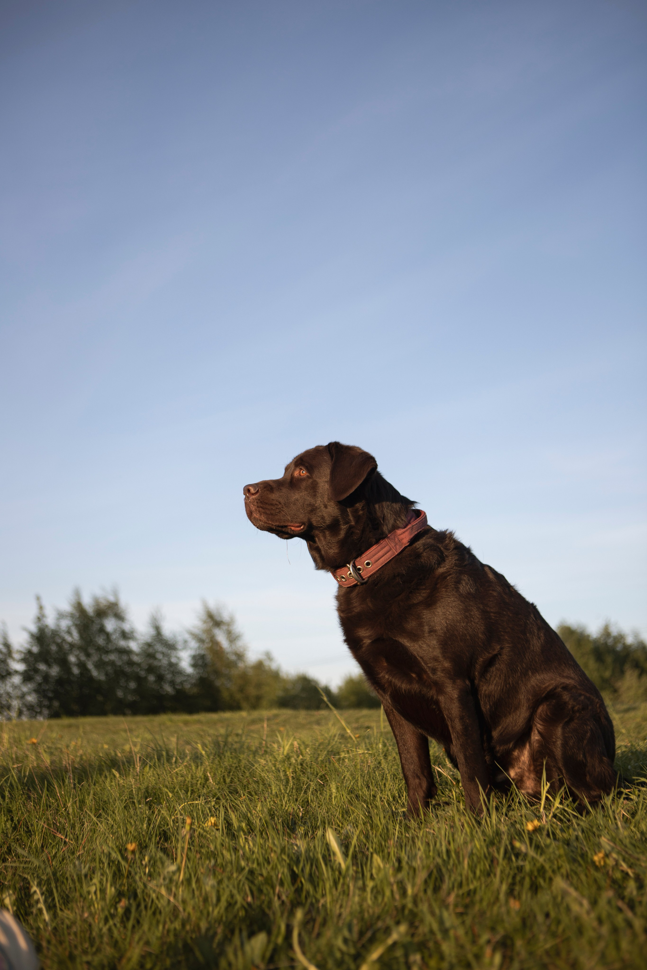 Закатная. Фотограф-анималист в Санкт-Петербурге Алина Яхонт