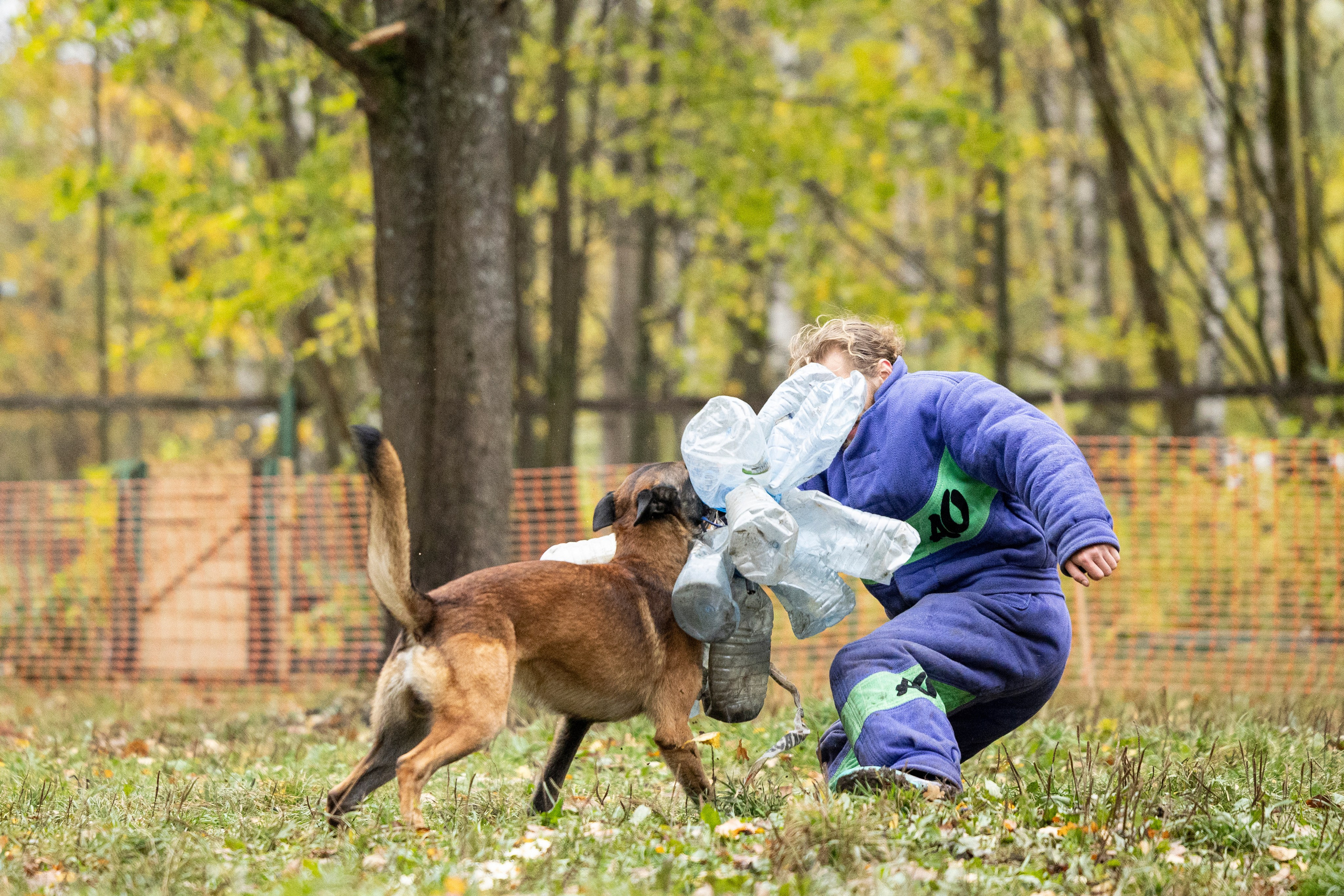 Соревнования по Мондьорингу г. Вологда. Фотограф-анималист Анна Маринич